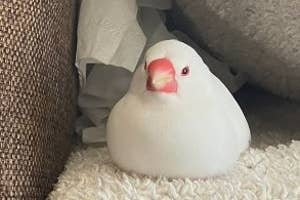 ぬいぐるみの鳥がおしゃれに組まれたクッションと布の間に静かに置かれています。リラックスした雰囲気のインテリア。
