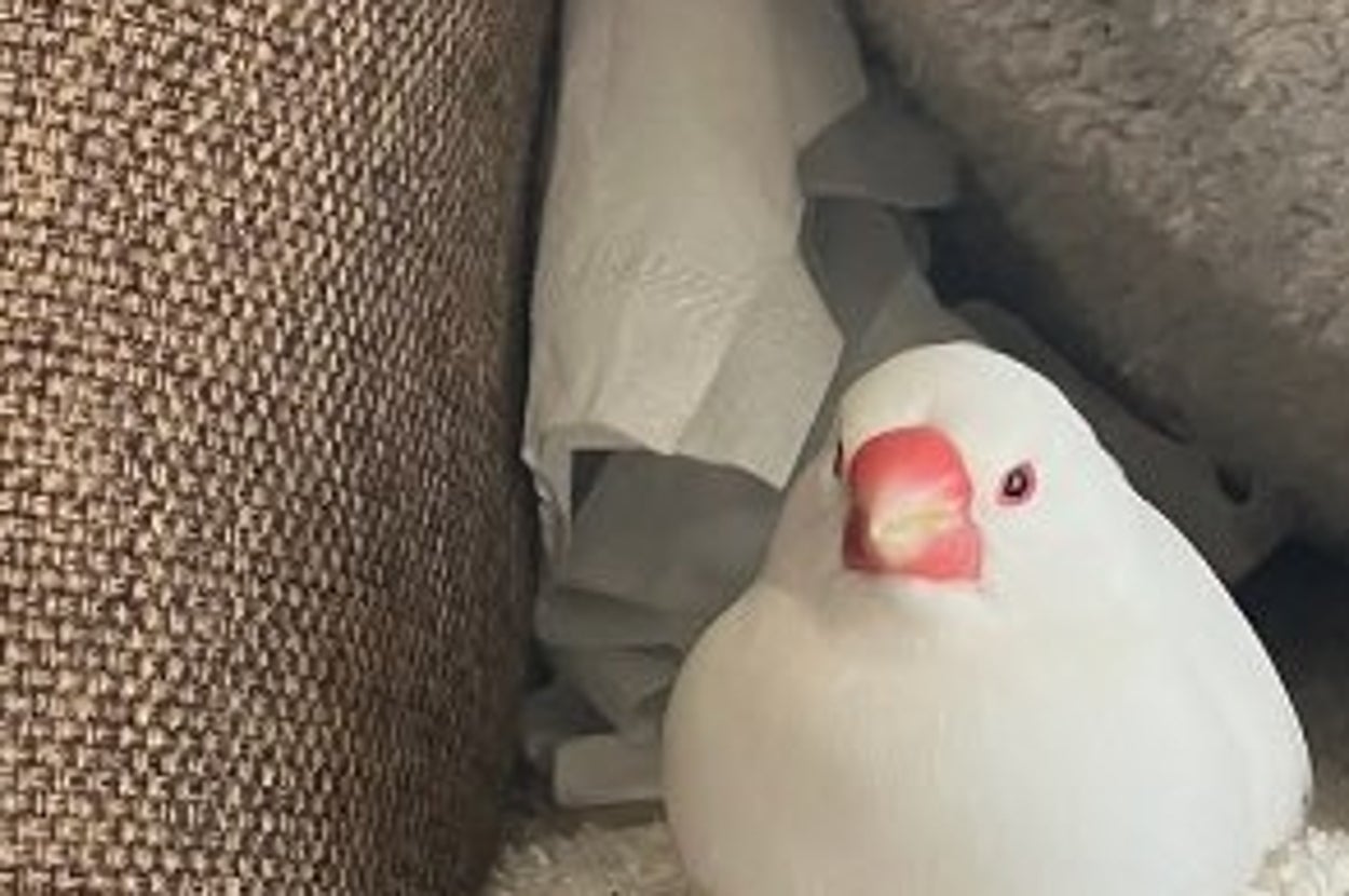 ぬいぐるみの鳥がおしゃれに組まれたクッションと布の間に静かに置かれています。リラックスした雰囲気のインテリア。