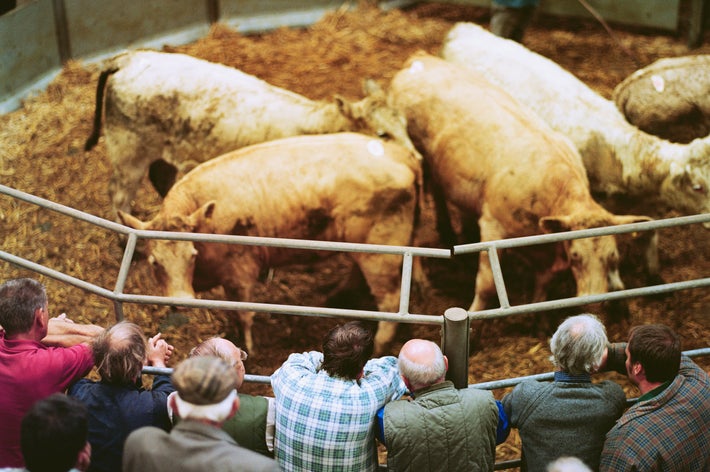 複数の人々が牛が集まる柵の周りに立っている。市場またはオークションの様子。