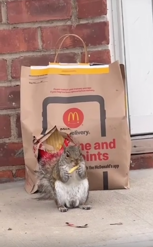 A squirrel is connected  a doorstep eating accelerated  nutrient  from a insubstantial  transportation  container  with disposable   damage