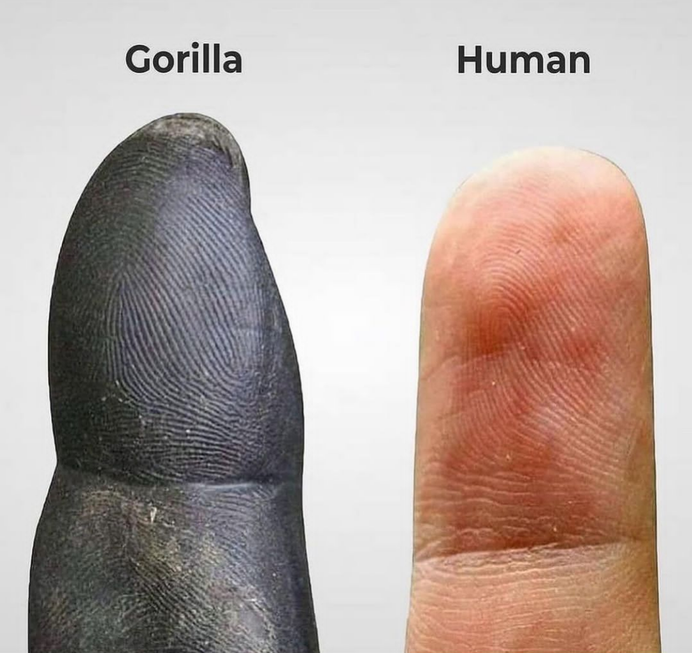 Comparison of a gorilla thumbprint and a human fingerprint, highlighting differences in texture and appearance
