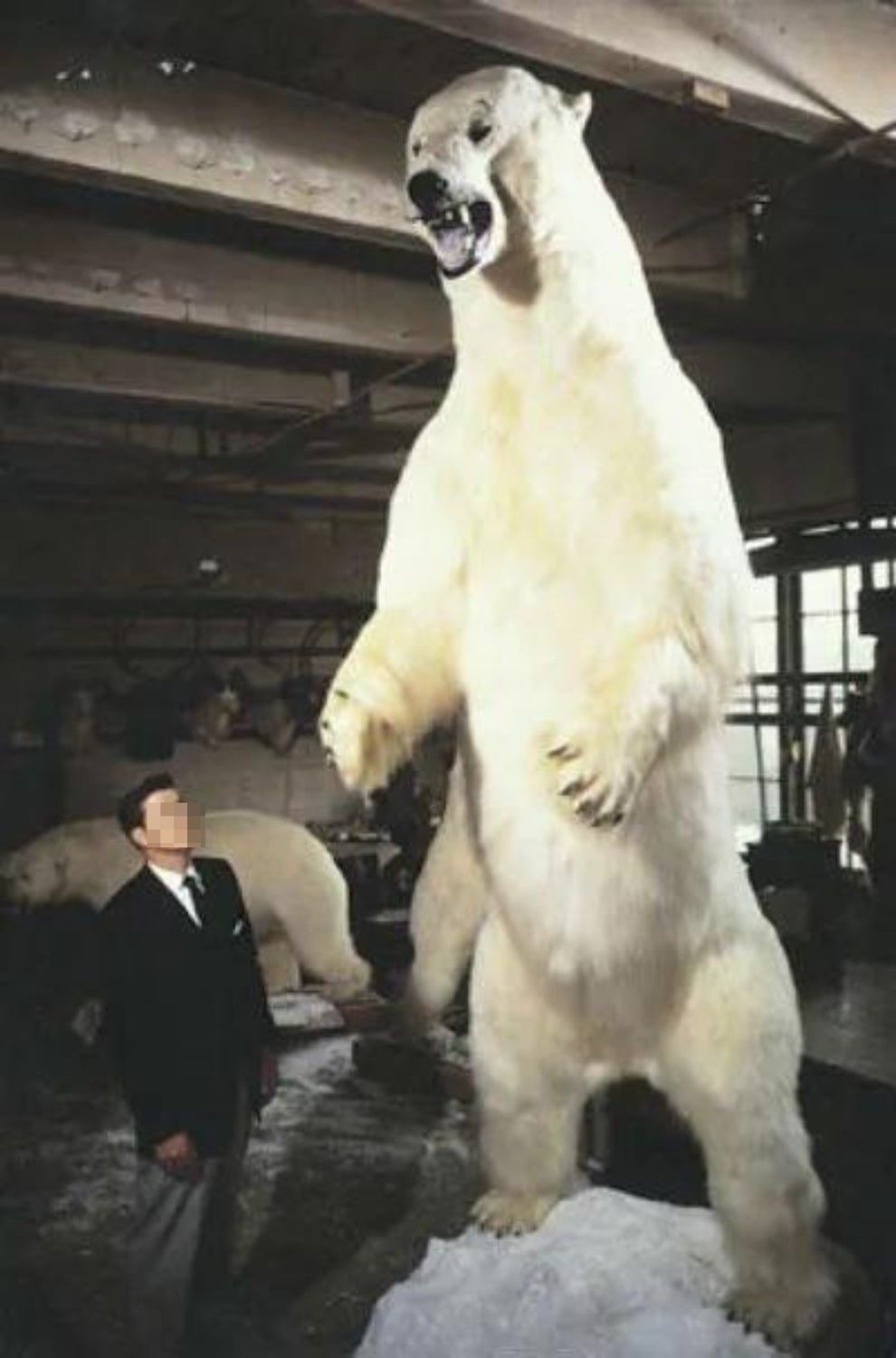 A man in a suit looks up at a towering, taxidermied polar bear on its hind legs in a museum setting