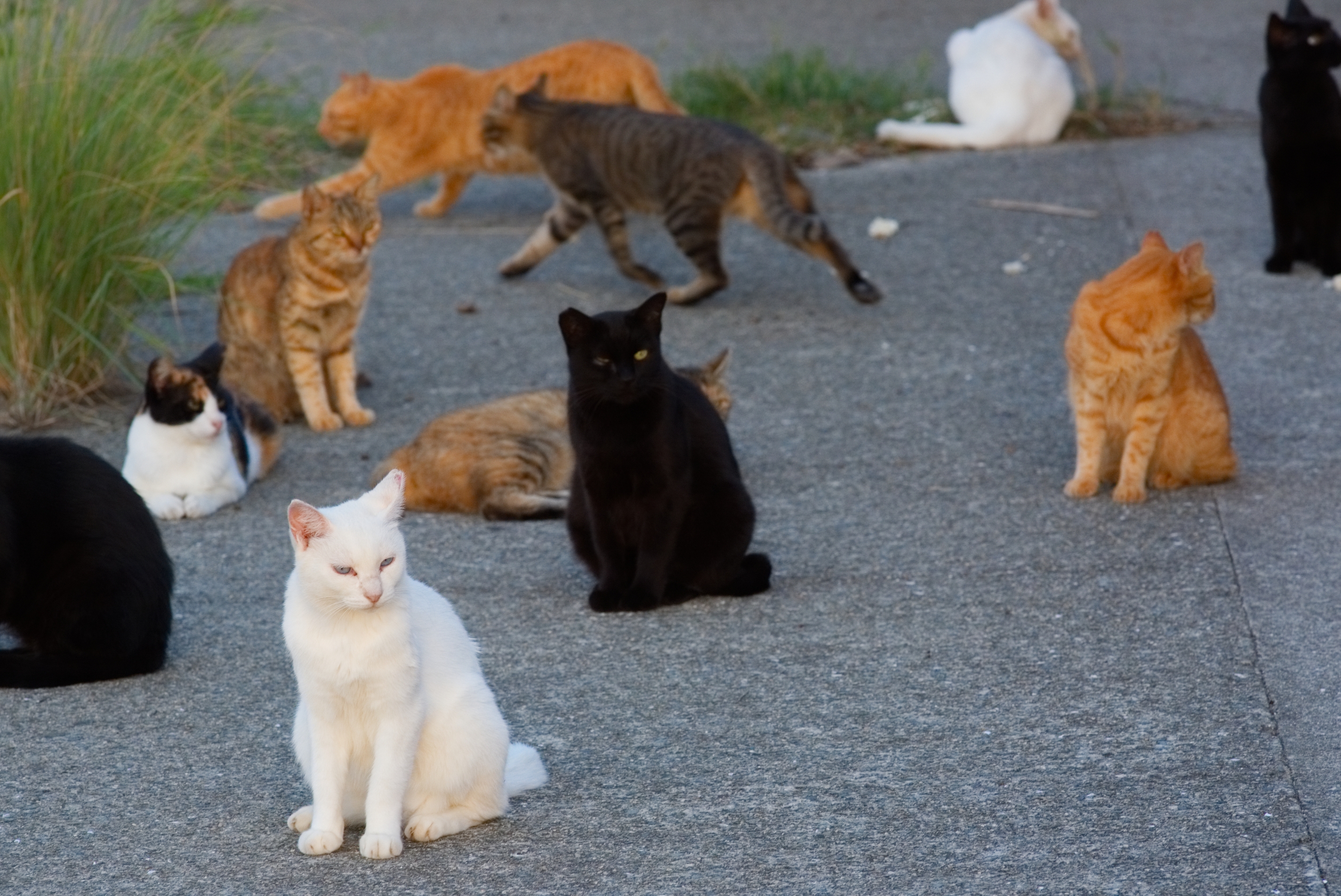 A group of cats in various poses and colors sitting and lounging on a paved surface. Some are looking around, while others are resting