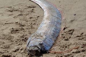 波打ち際の砂浜に長いオオウミヘビが横たわっている様子。