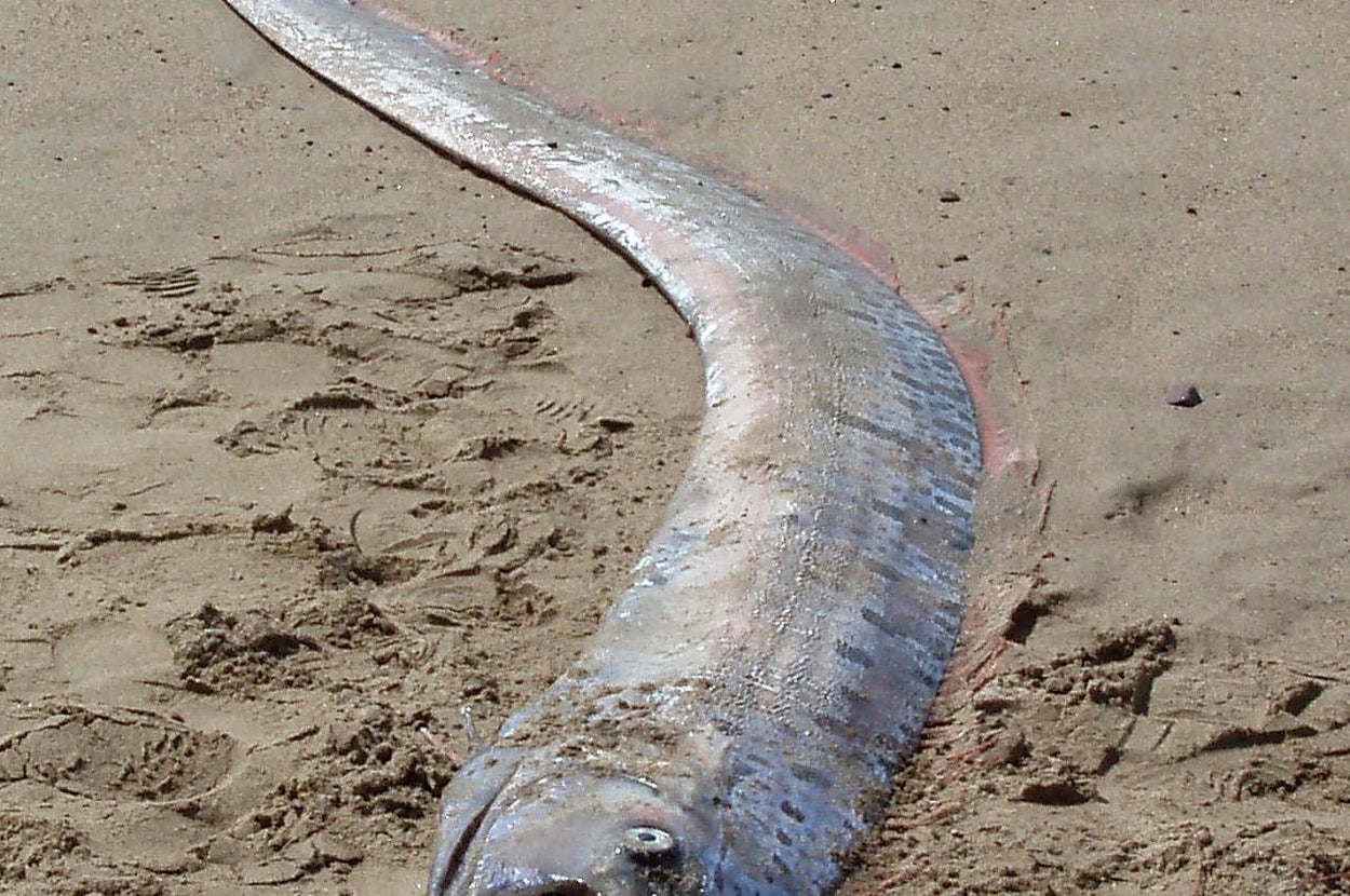 波打ち際の砂浜に長いオオウミヘビが横たわっている様子。