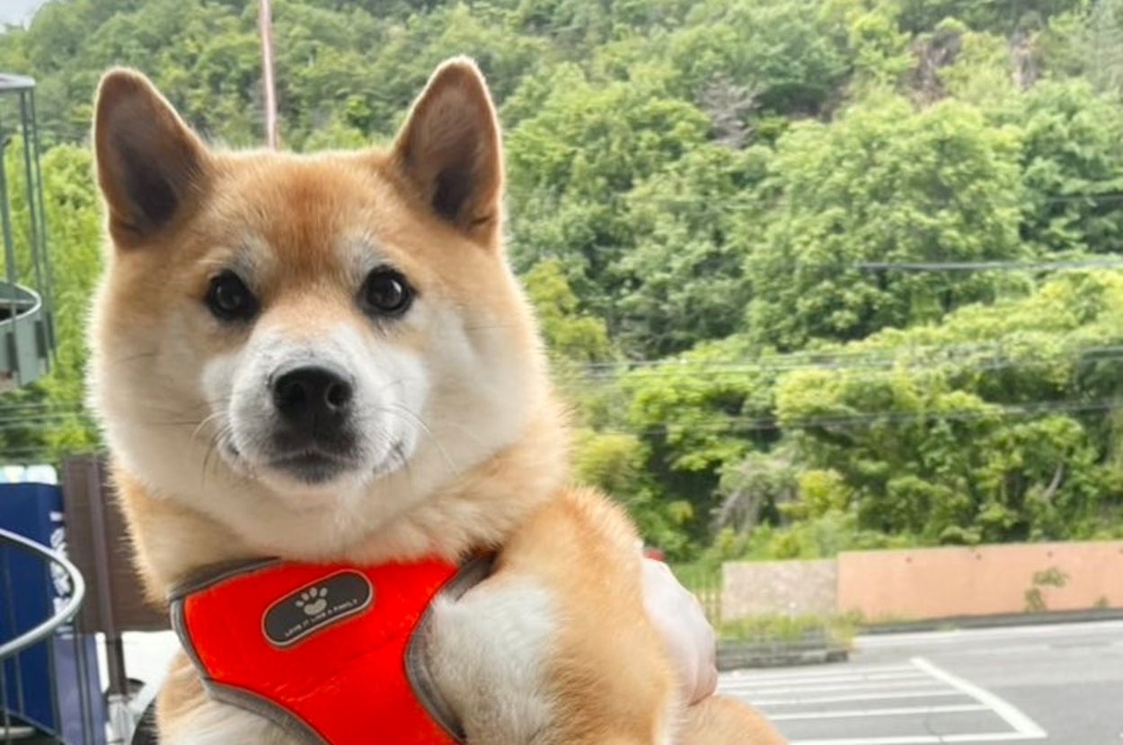 抱っこされている赤いハーネスをつけた柴犬が、外の背景の前でカメラを見ています。