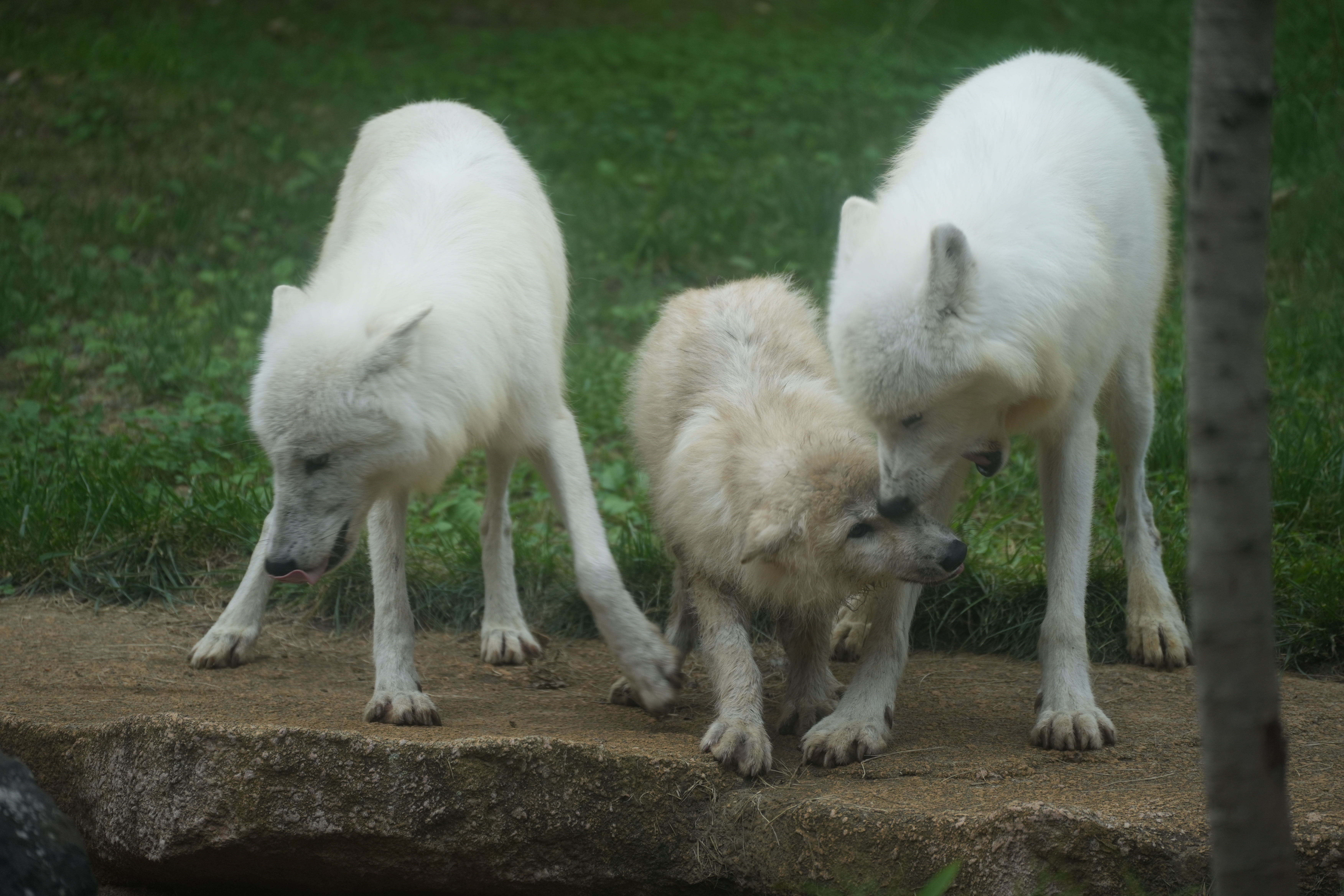 ケルベロスみたいになってる」寄り添うホッキョクオオカミの姿に11万