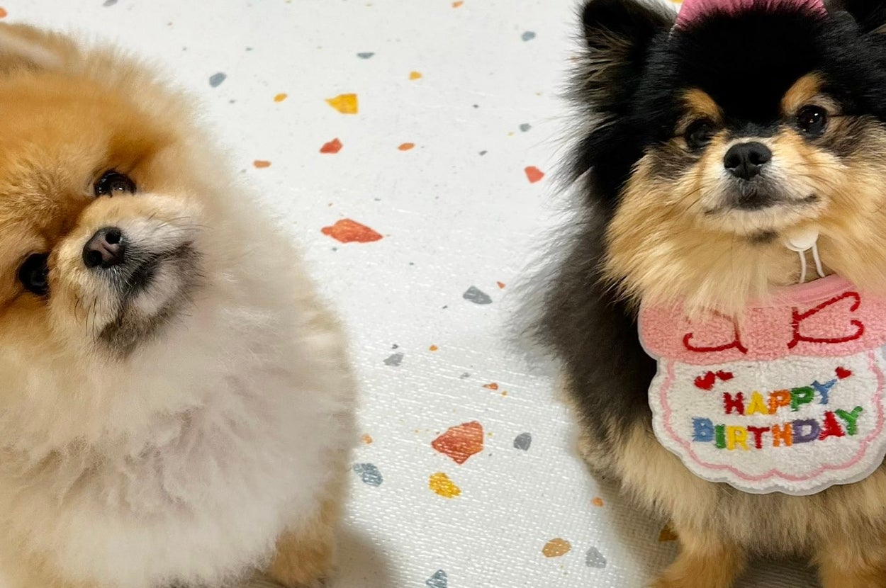 ポメラニアンの秋田くん（左）と小町ちゃん（右） / 秋田 小町さん（@akitapome）のXより