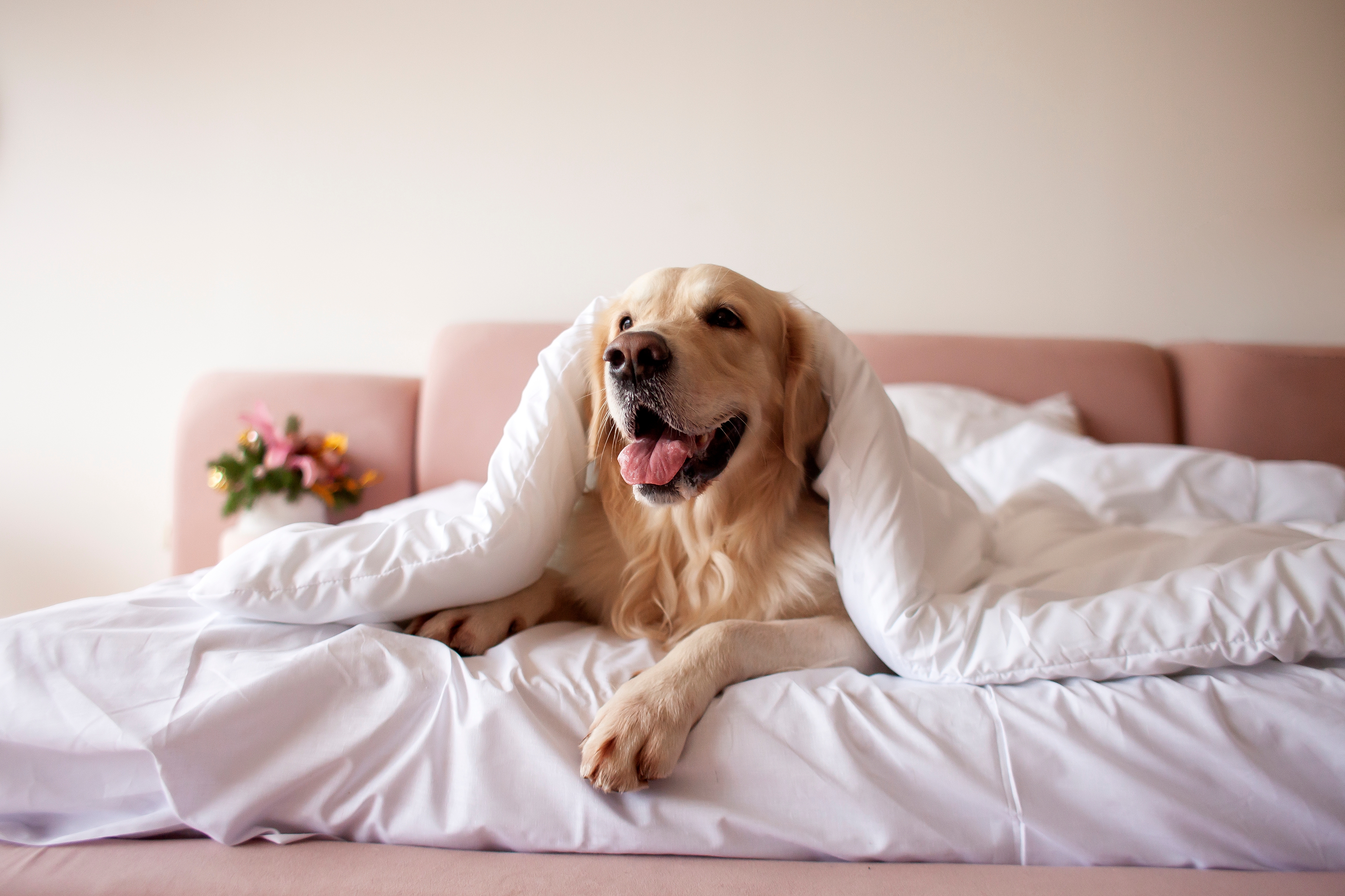 Golden retriever lying on a bed, covered with a blanket, looking happy