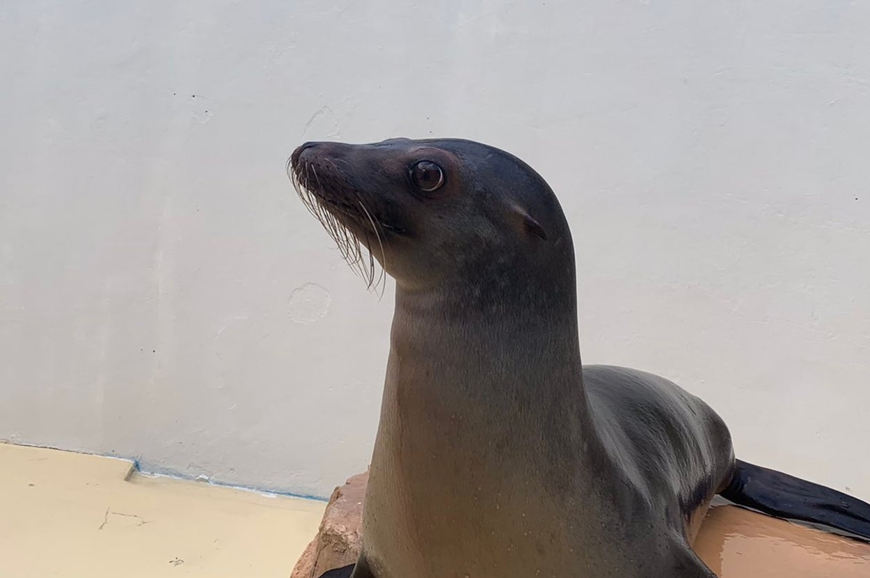 カリフォルニアアシカのサニーちゃん/伊豆三津シーパラダイスの公式Xアカウント（@izu_mitosea）より