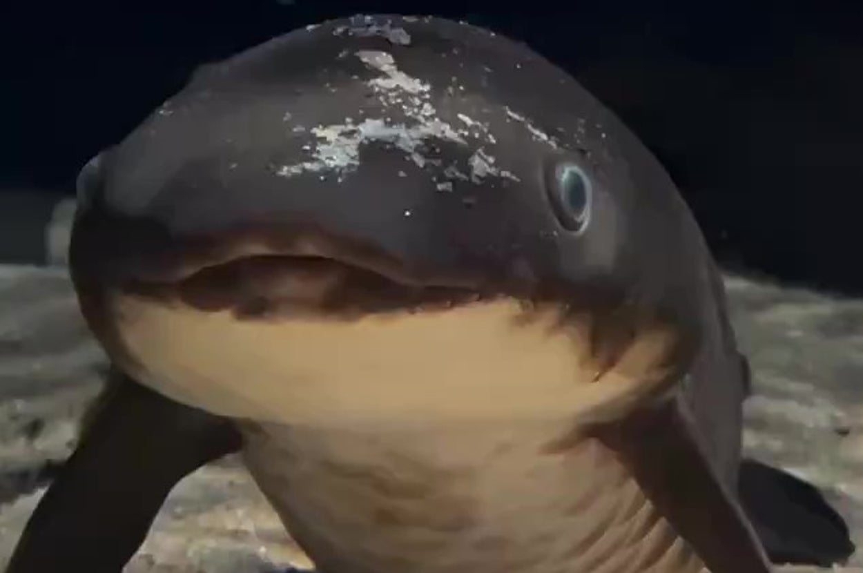 水槽の中でこちらを見つめるウミガメのような生物。