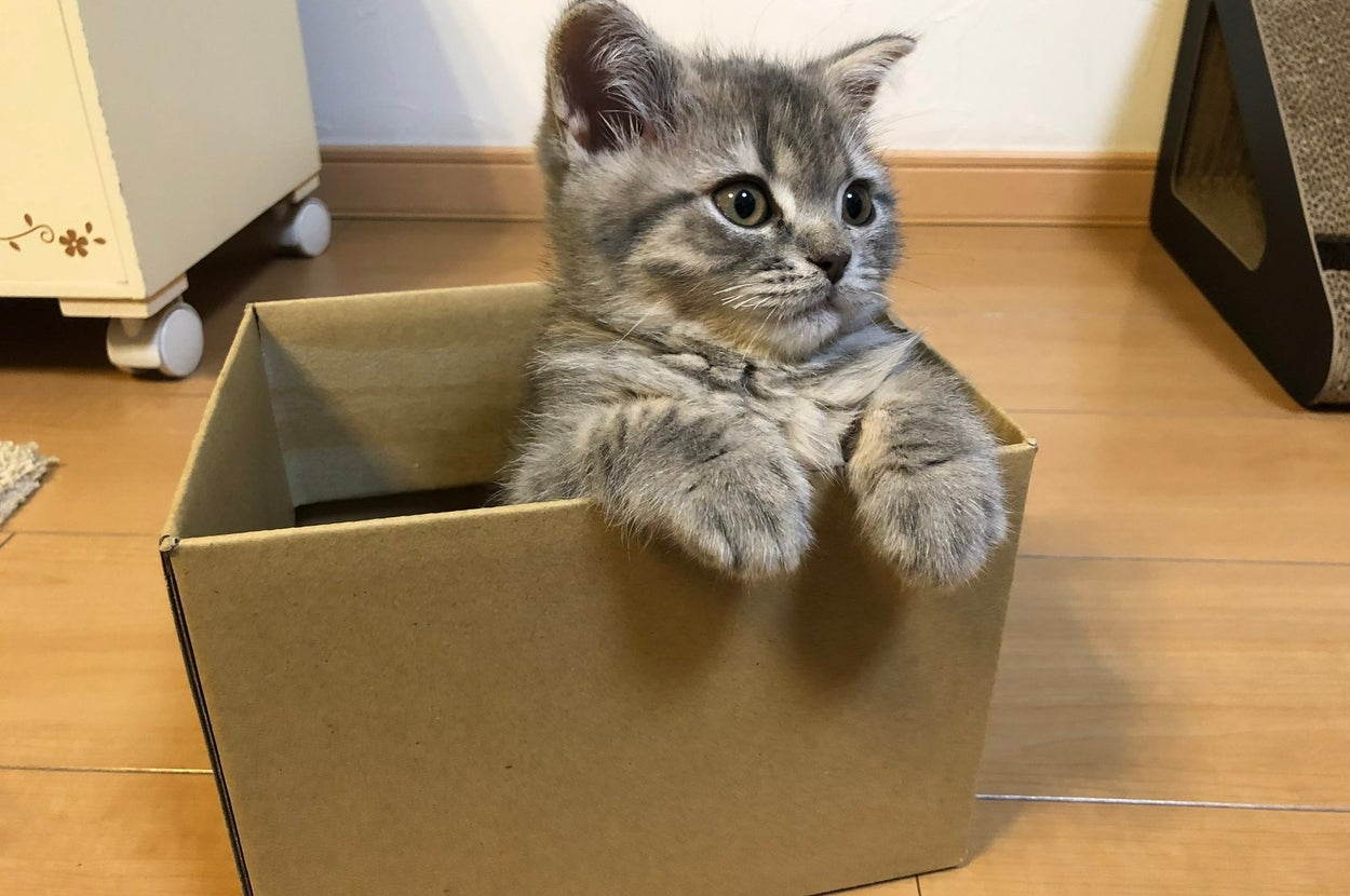 スコティッシュフォールドの凛太郎くん(画像は飼い主さんのXから)