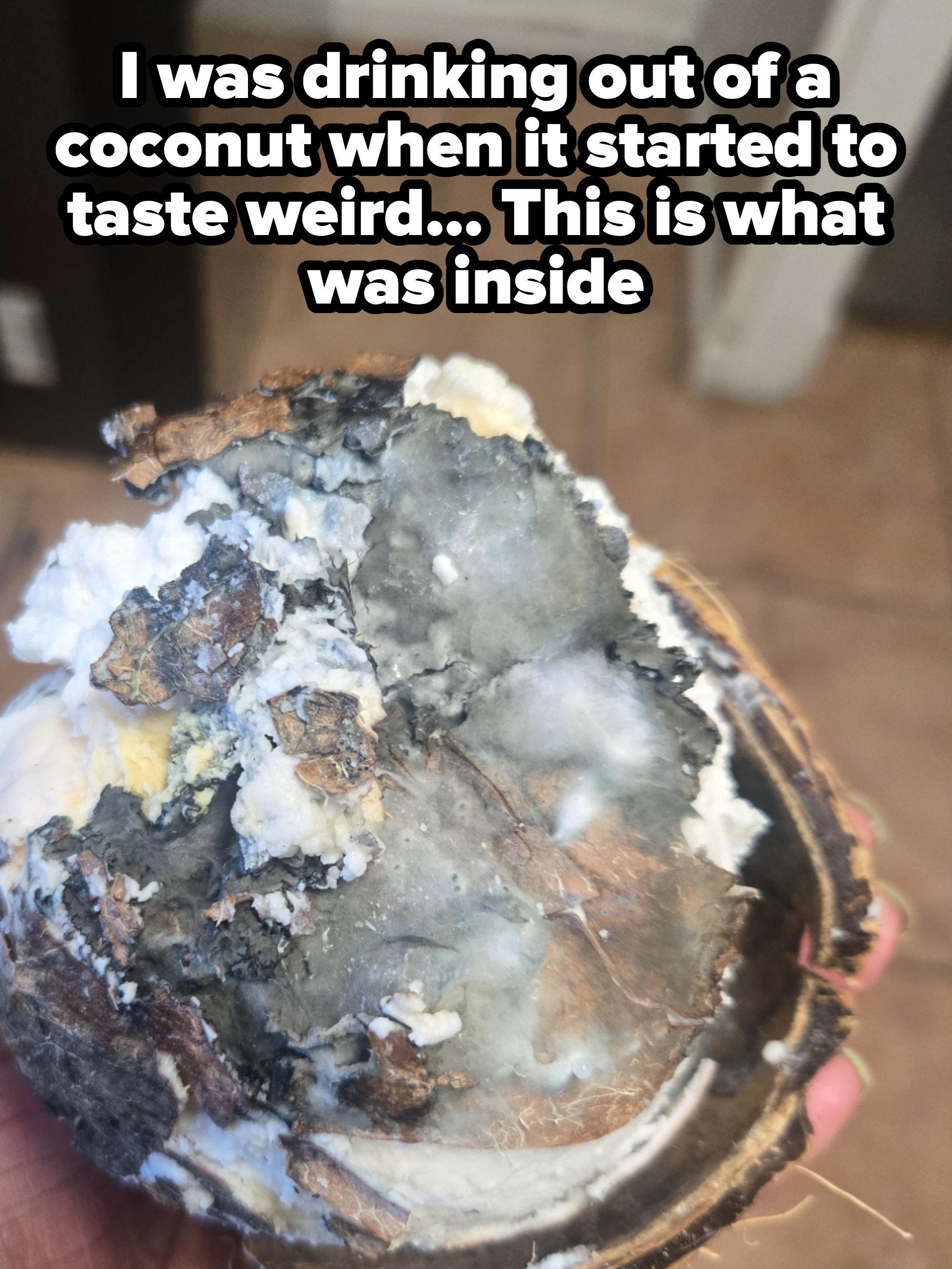 Moldy coconut split open to reveal the interior filled with white and gray mold