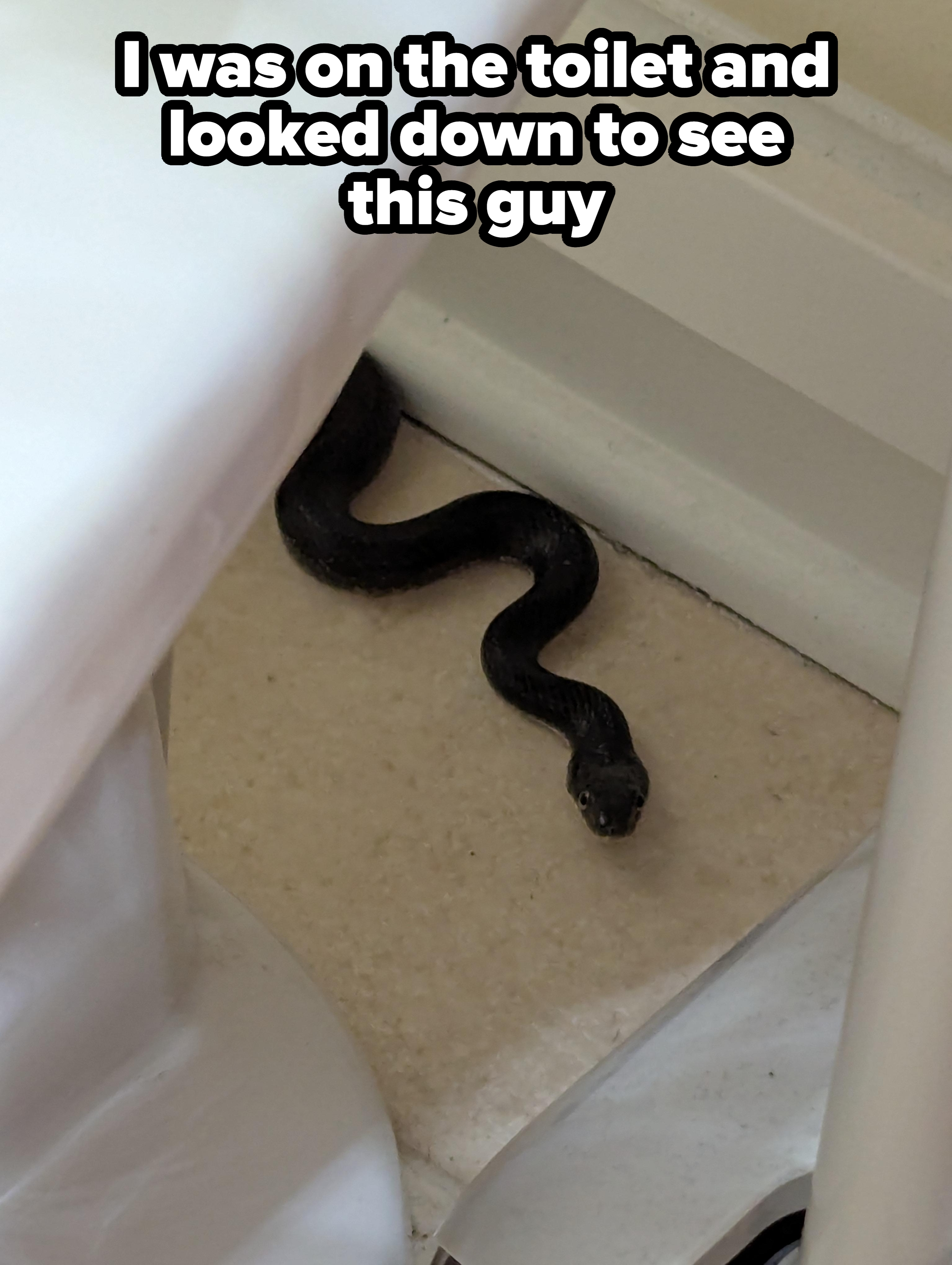 A snake curled up on a bathroom floor between the toilet and the wall