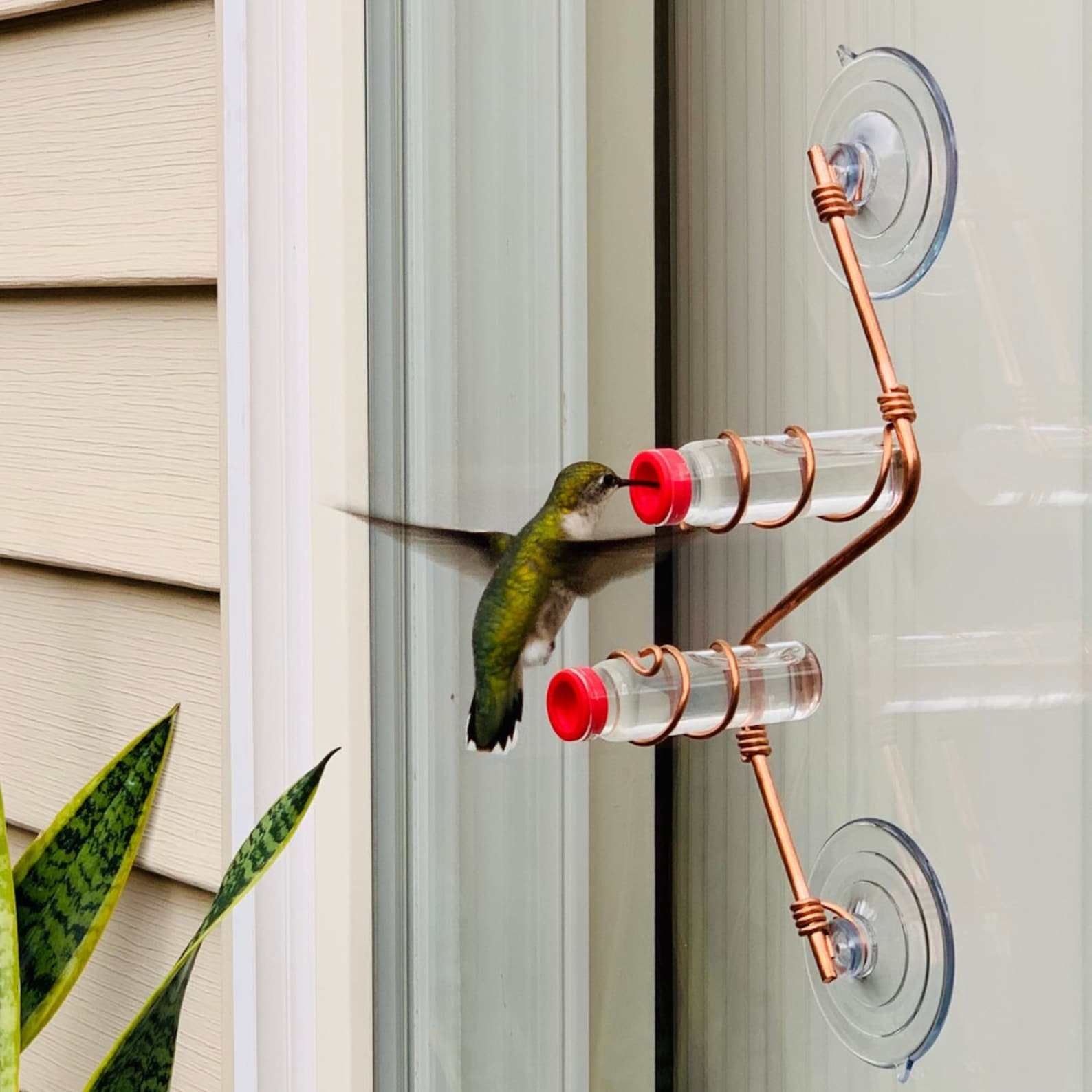 Hummingbird drinking nectar from a clear suction cup feeder attached to a window