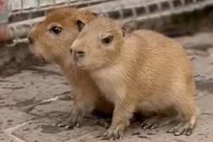 3匹のカピバラが地面に座っている様子。畜舎の前で、お互いに寄り添っている。