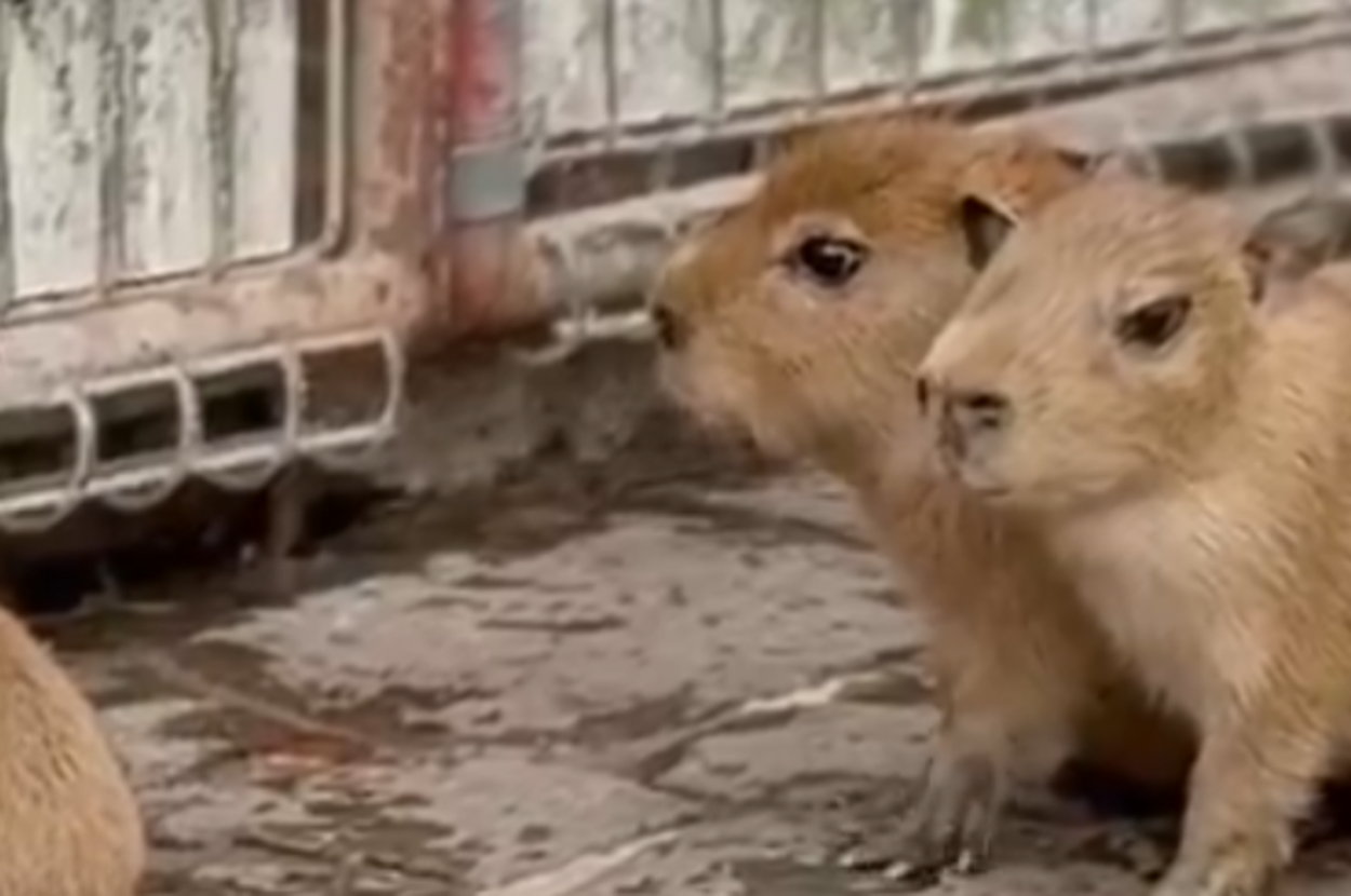 3匹のカピバラが地面に座っている様子。畜舎の前で、お互いに寄り添っている。