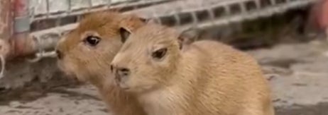 3匹のカピバラが地面に座っている様子。畜舎の前で、お互いに寄り添っている。