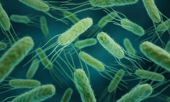 Close-up of several bacteria with hair-like structures, floating in a dark environment, representing microscopic biological activity