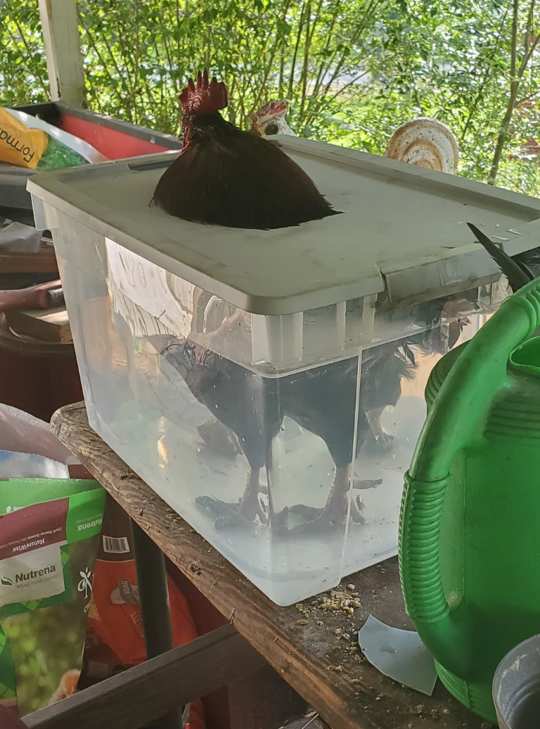 A rooster is lasting  successful  a wide   integrative  instrumentality  filled with water, surrounded by assorted  items connected  a cluttered table