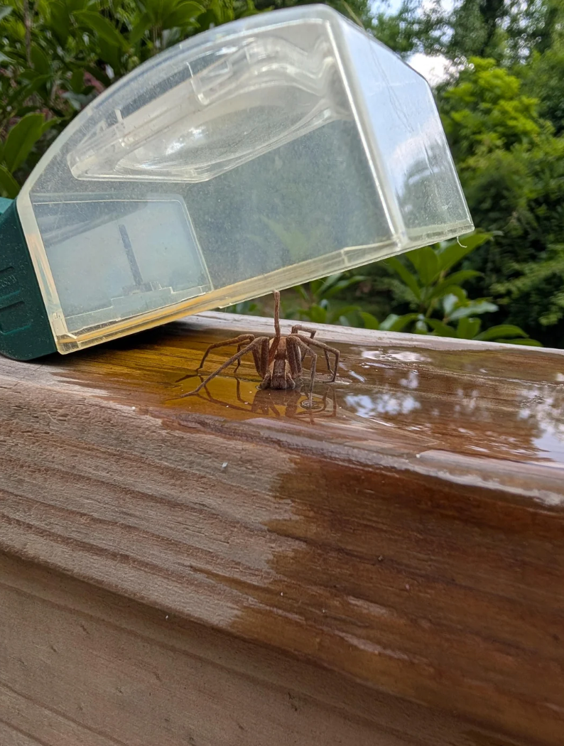 Spider nether  a integrative  instrumentality  connected  a woody  surface, outdoors. Lush greenery disposable   successful  the background