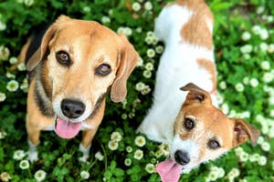 2匹の犬がカメラに向かって舌を出し、クローバーの中で満足そうに座っている。