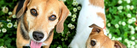 2匹の犬がカメラに向かって舌を出し、クローバーの中で満足そうに座っている。