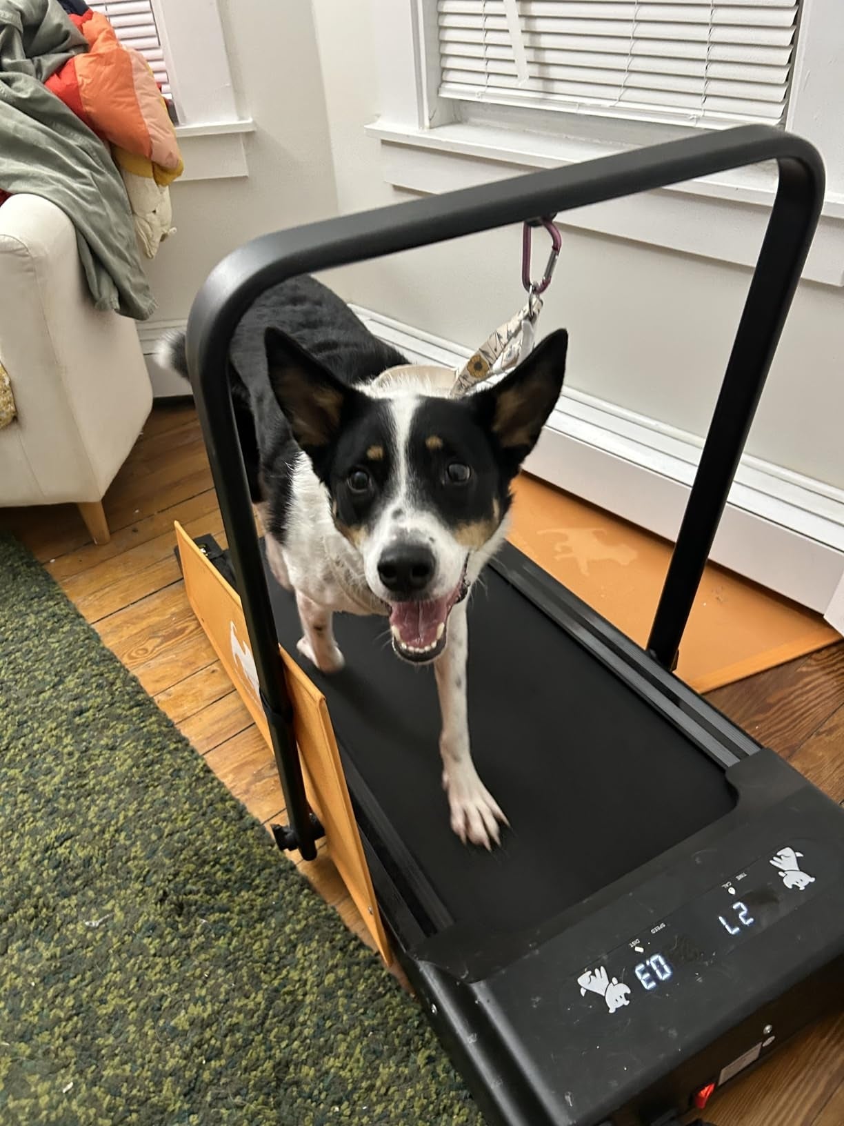 17 Best Treadmills For Dogs 2025