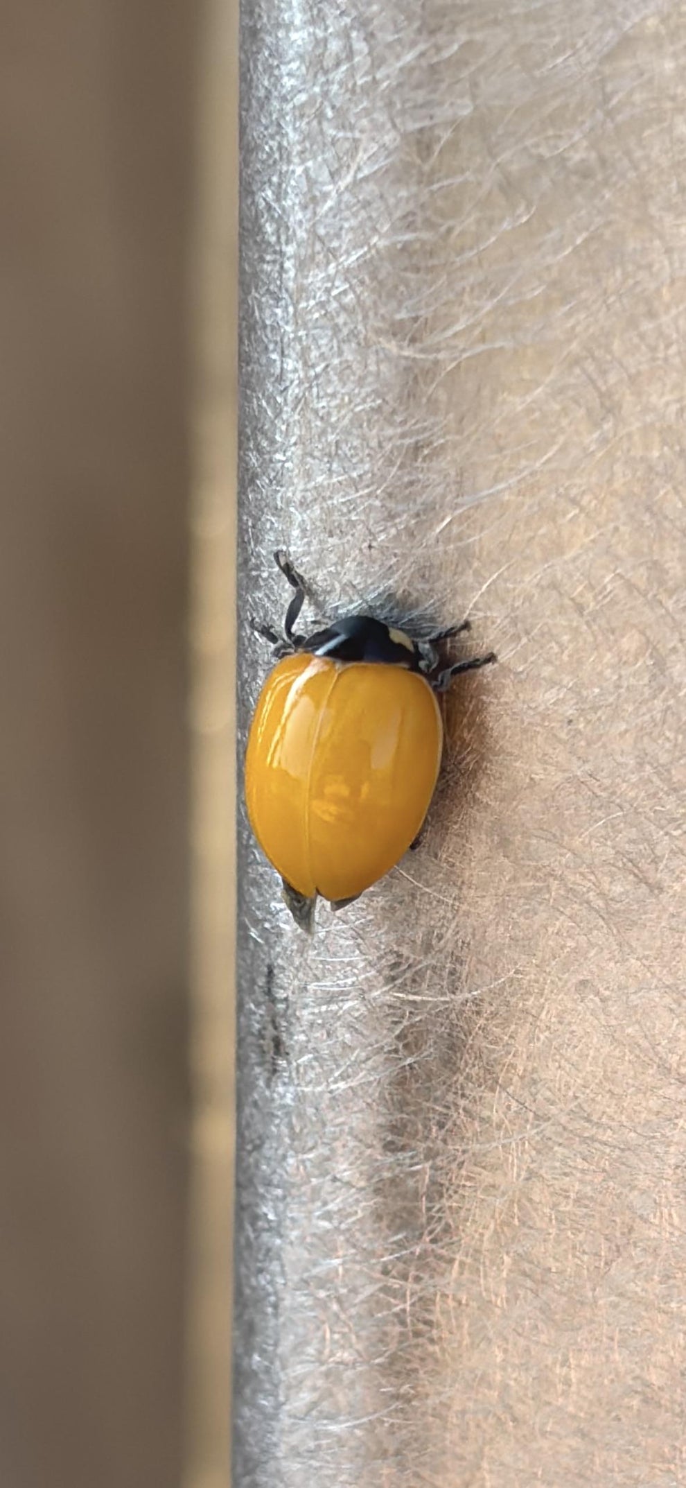 A ladybug with a bright, smooth shell is climbing a textured metallic surface