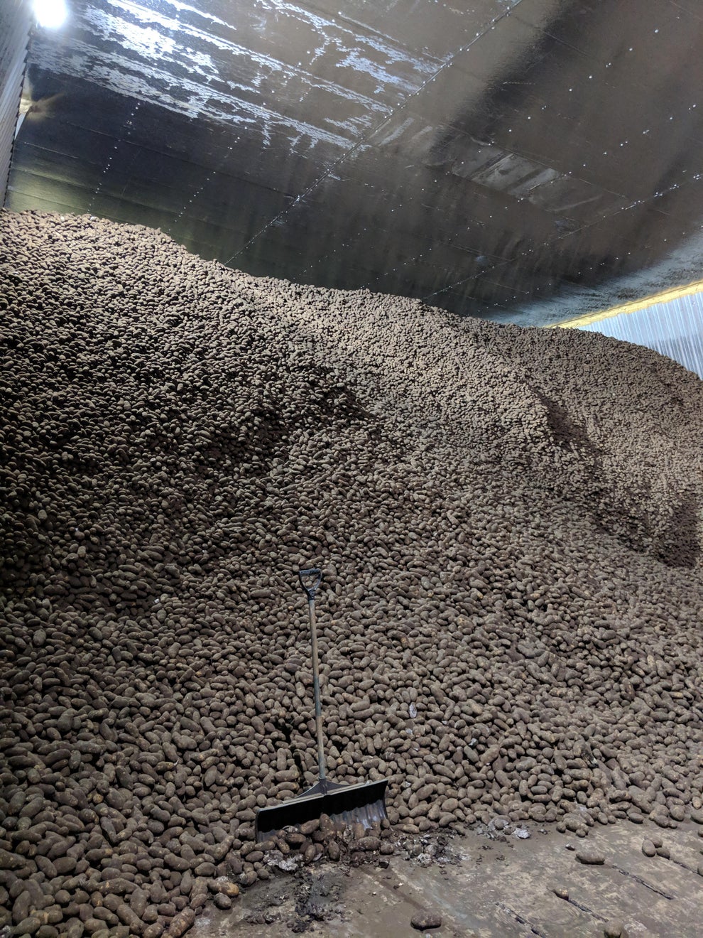 A large pile of potatoes fills a warehouse, with a shovel leaning against the pile