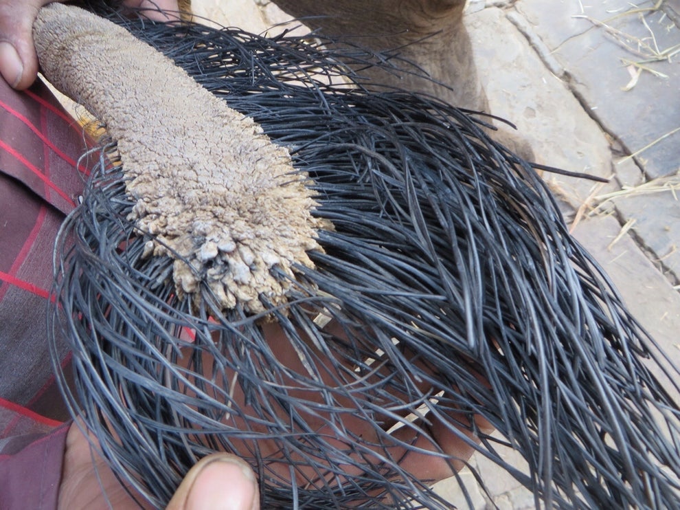 Close-up of an elephant's tail with rough, bristly hairs held in someone's hands