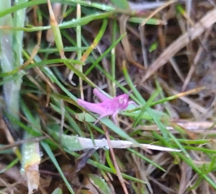 Pink grasshopper camouflaged among green and brown grass