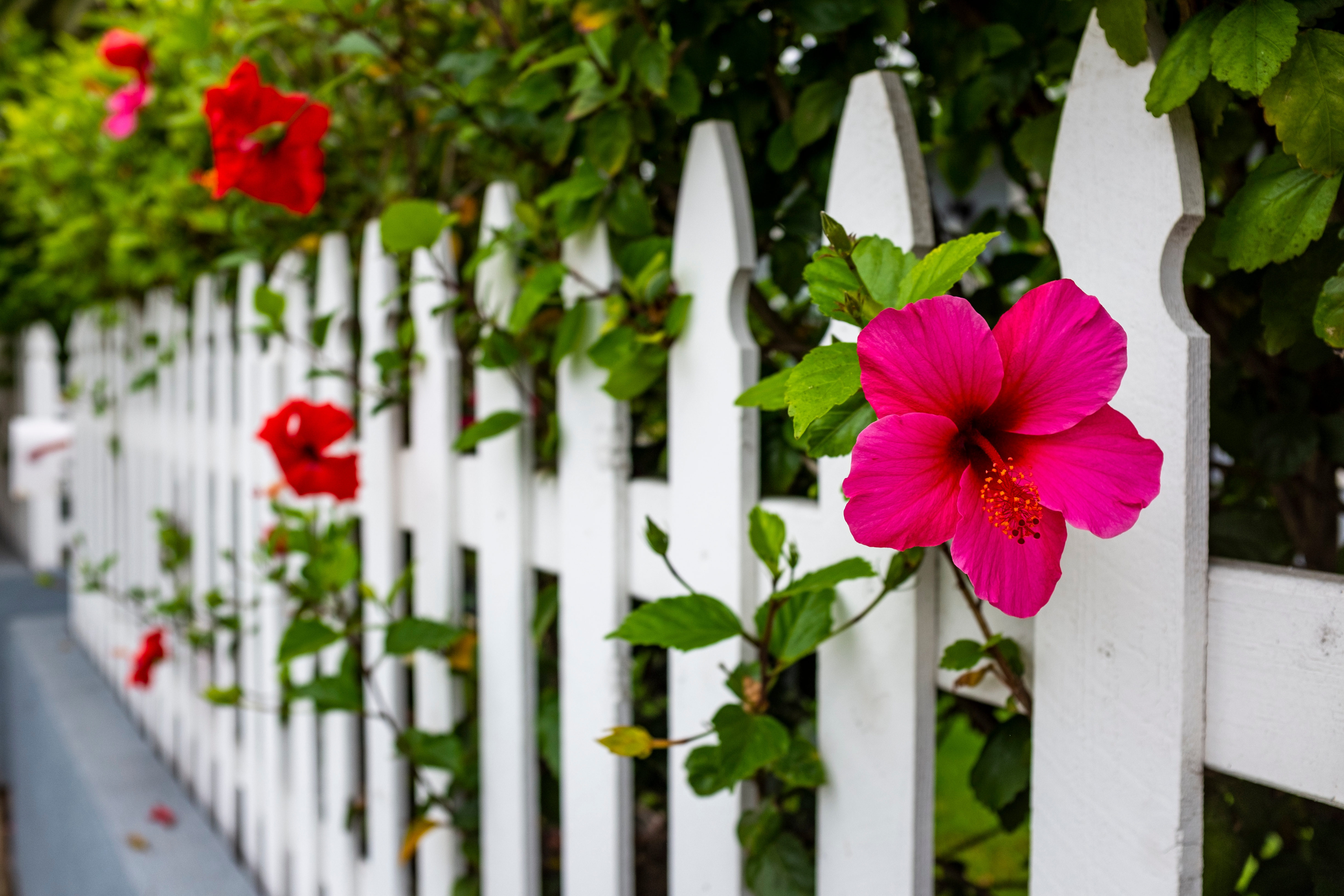 A vibrant hibiscus flower blooms through a white picket fence, symbolizing beauty and passion in a natural setting