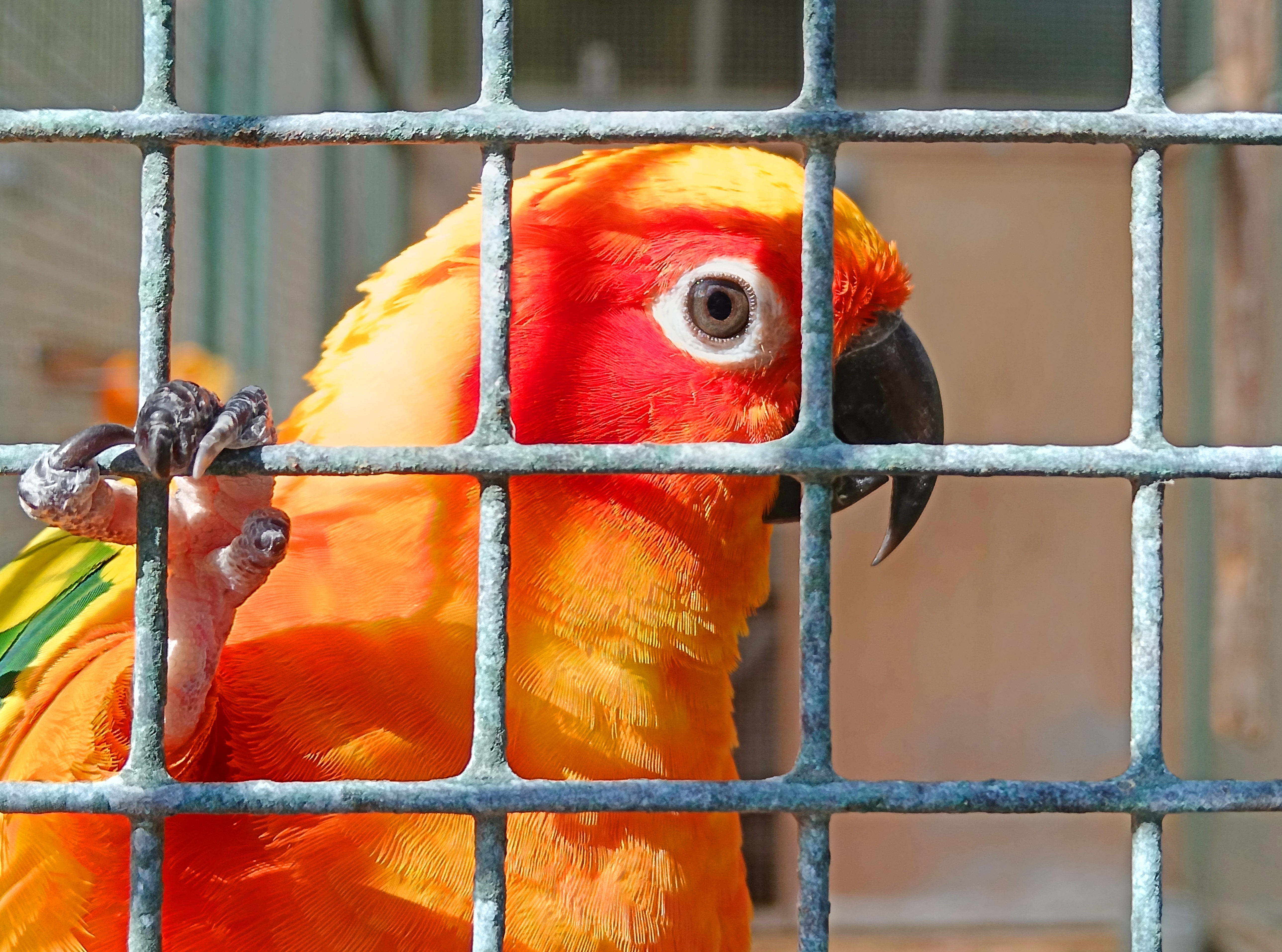 A parrot grips its cage with one foot, looking curiously outwards