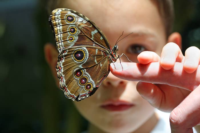 A child holds a butterfly on their finger, gazing at it closely, showcasing a moment of curiosity and connection with nature