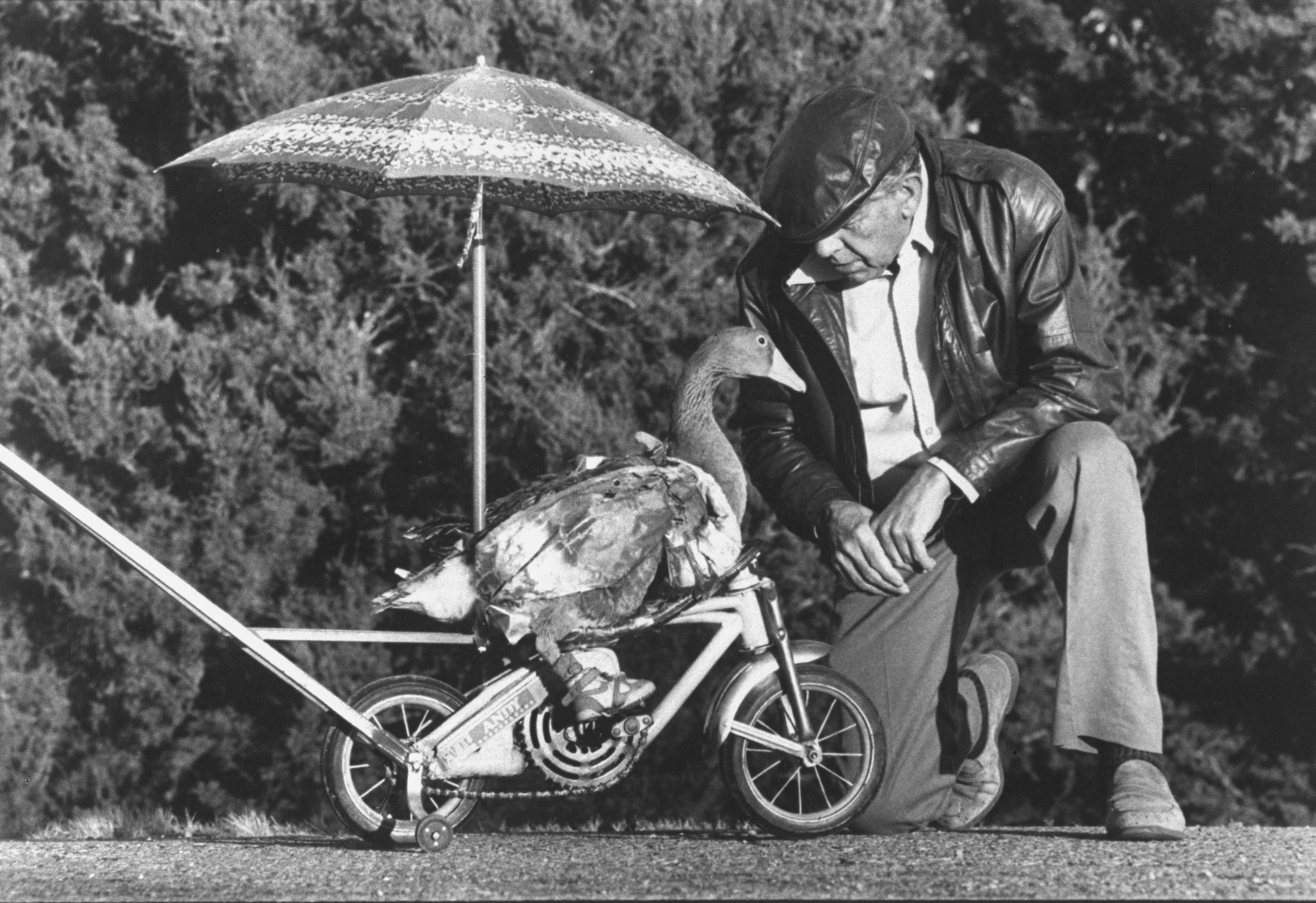 Man in leather jacket kneels beside a goose on a small bicycle with an umbrella above. Unique interaction captured in a humorous setting