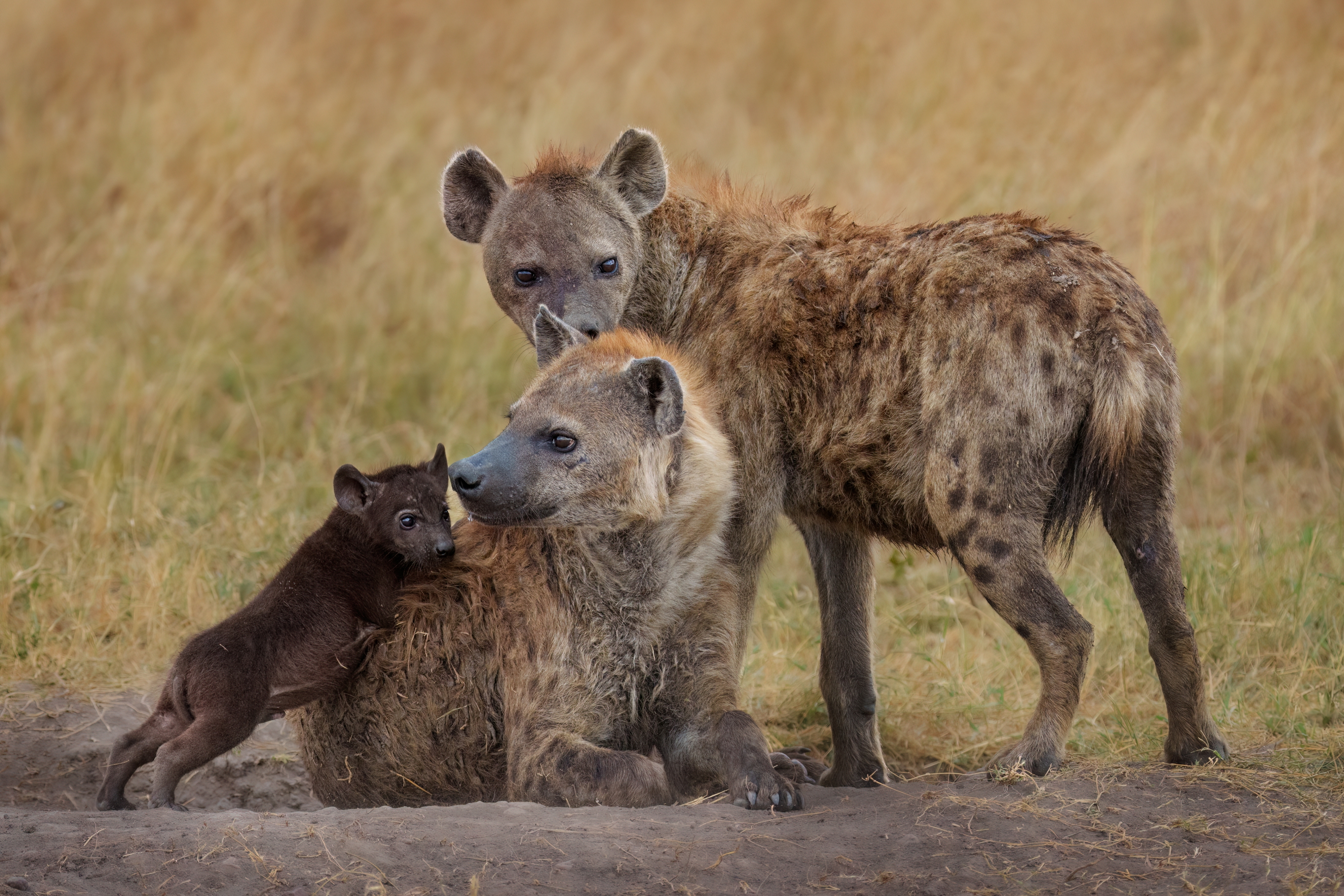 Two adult hyenas with a hyena cub in a grassy field. The cub interacts playfully with the resting adult