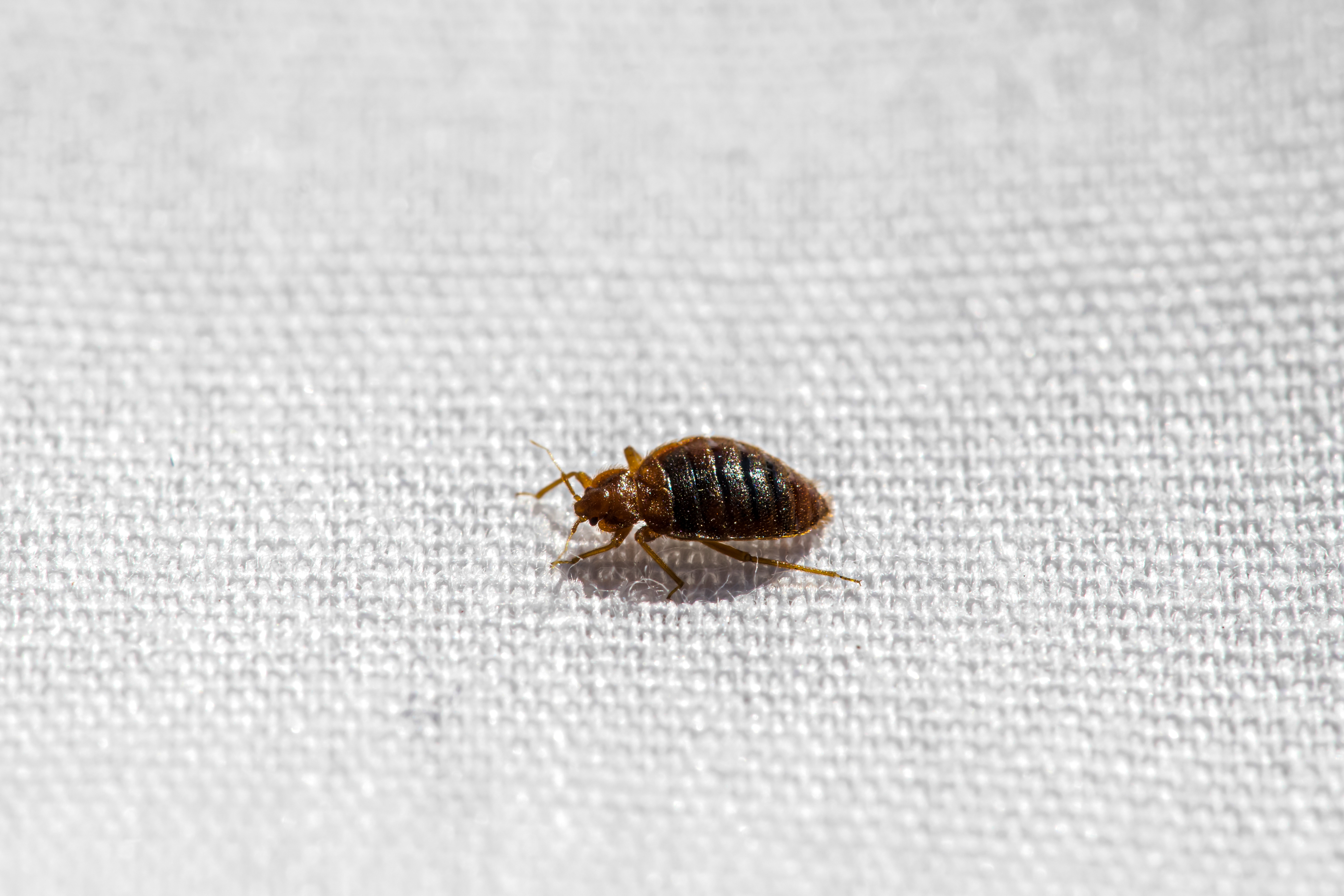 Close-up of a bed bug on a textured fabric surface