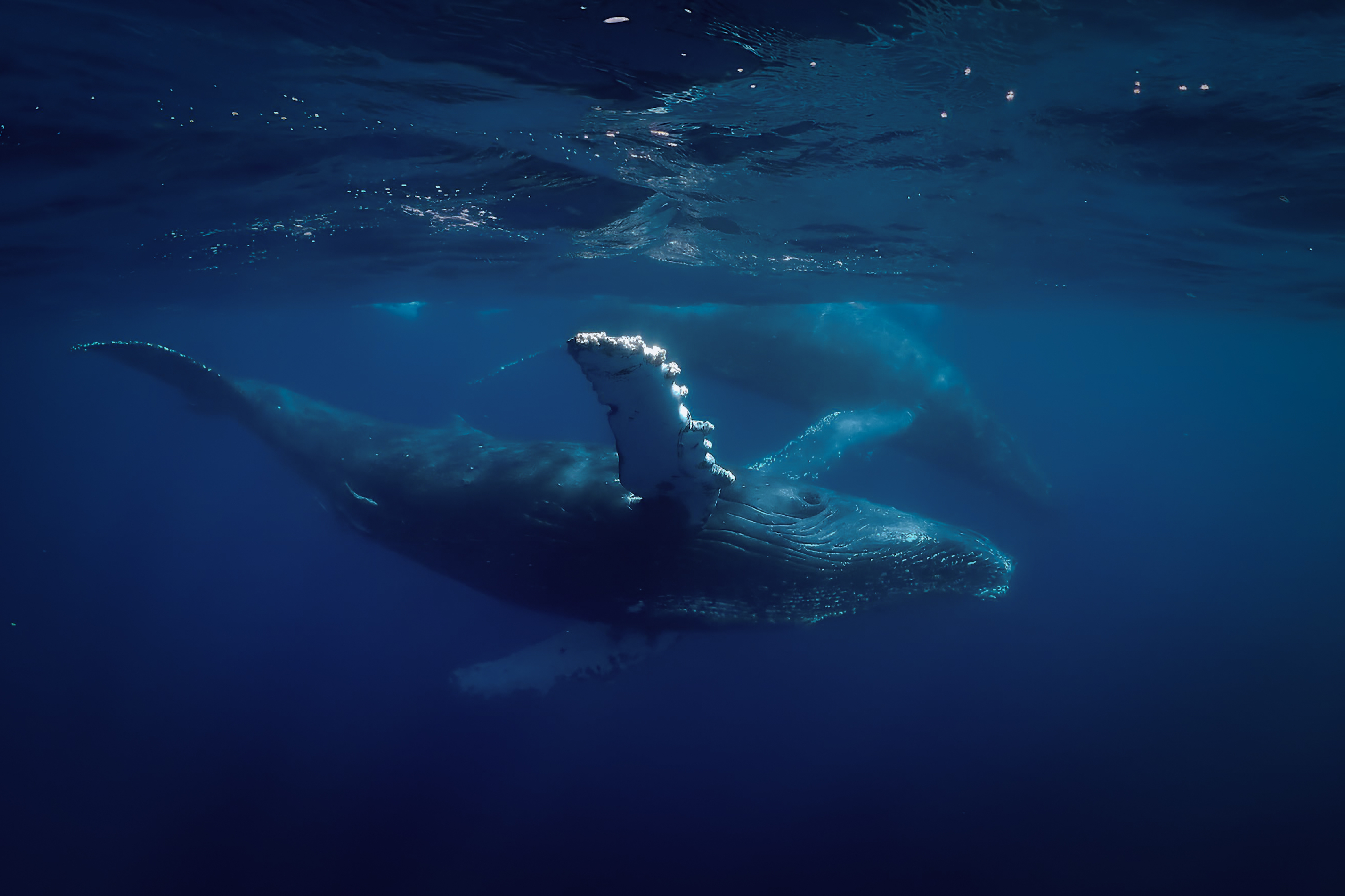 Two whales swimming underwater, gracefully moving with visible fins and tails, creating a serene and majestic ocean scene