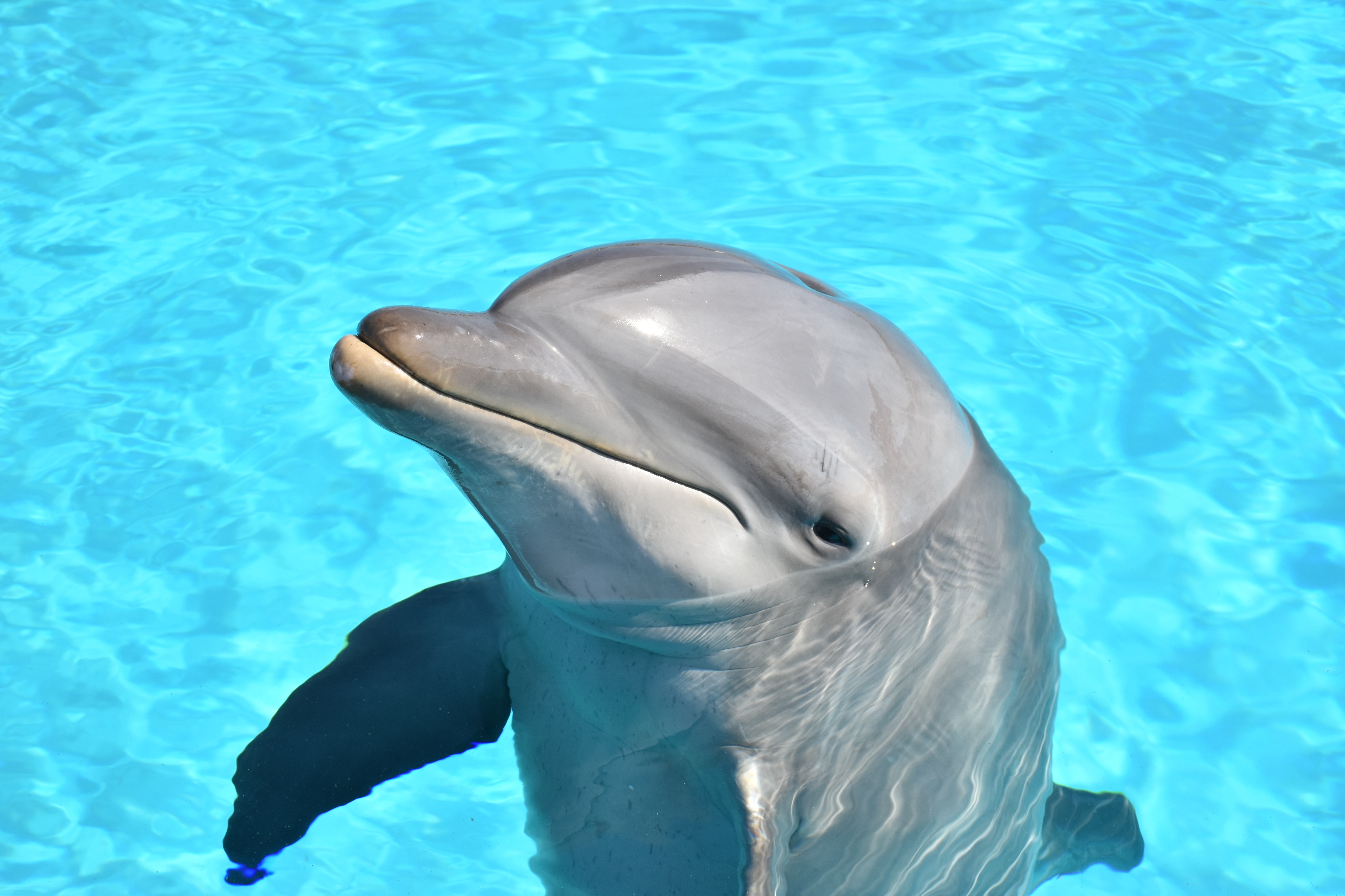 A dolphin swims in a pool, its head visible above the water, with a playful expression