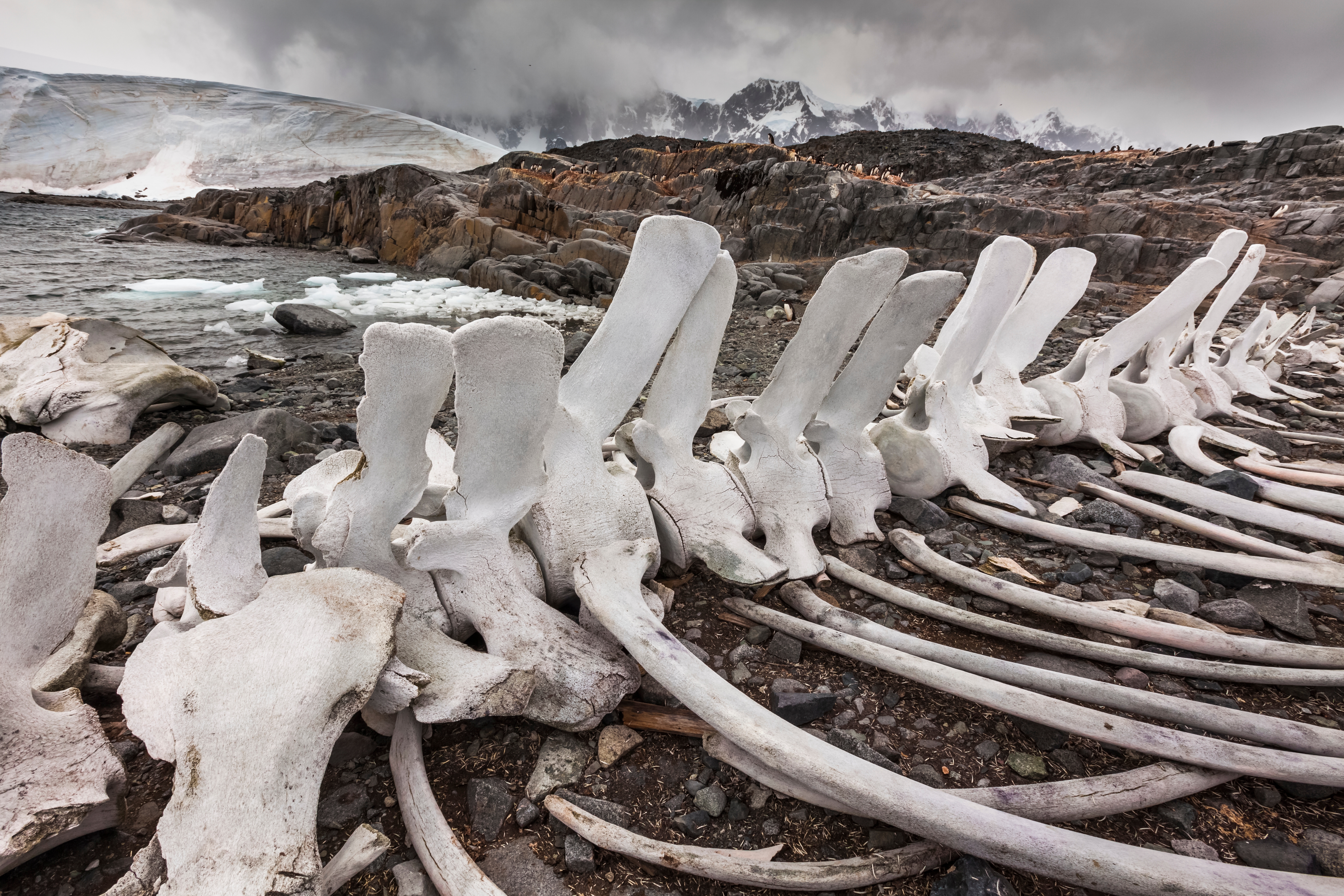 Large whale skeleton lies on rocky, snowy landscape near water, with mountains in the background under a cloudy sky