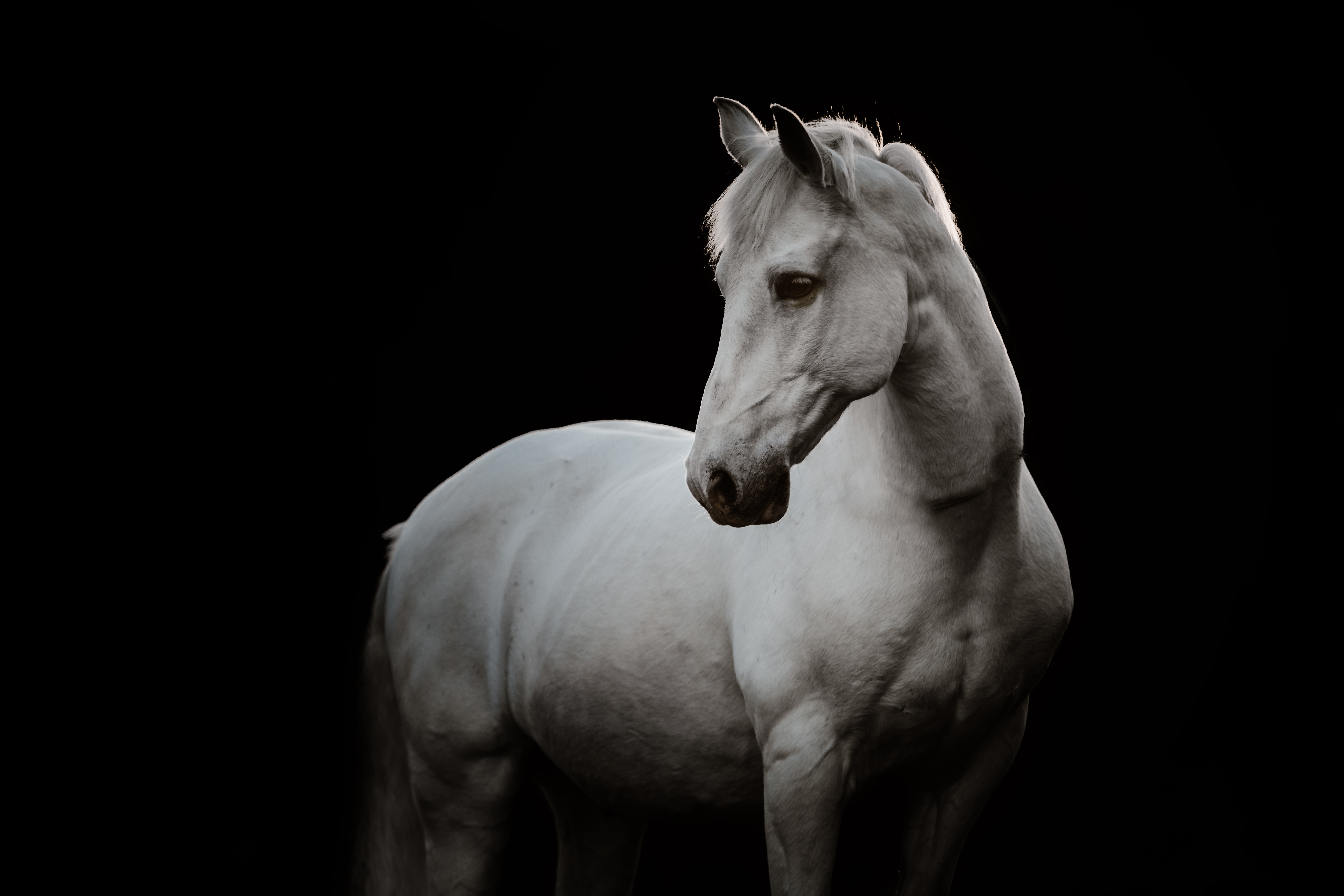 A majestic horse stands against a dark background, looking to the side, highlighting its strong physique and serene presence