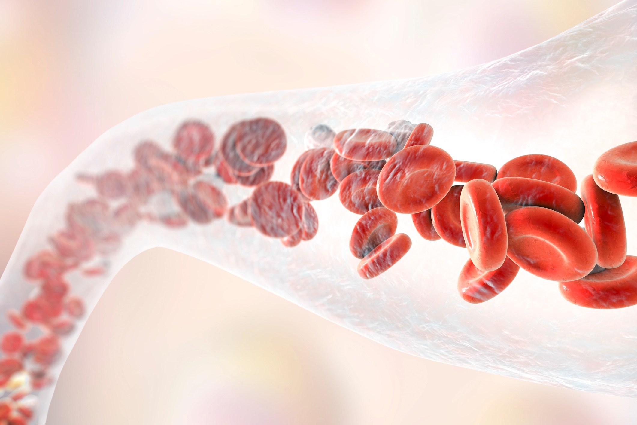 Illustrasjon av røde blodlegemer som strømmer gjennom en gjennomsiktig arterie, og fremhever blodsirkulasjonen