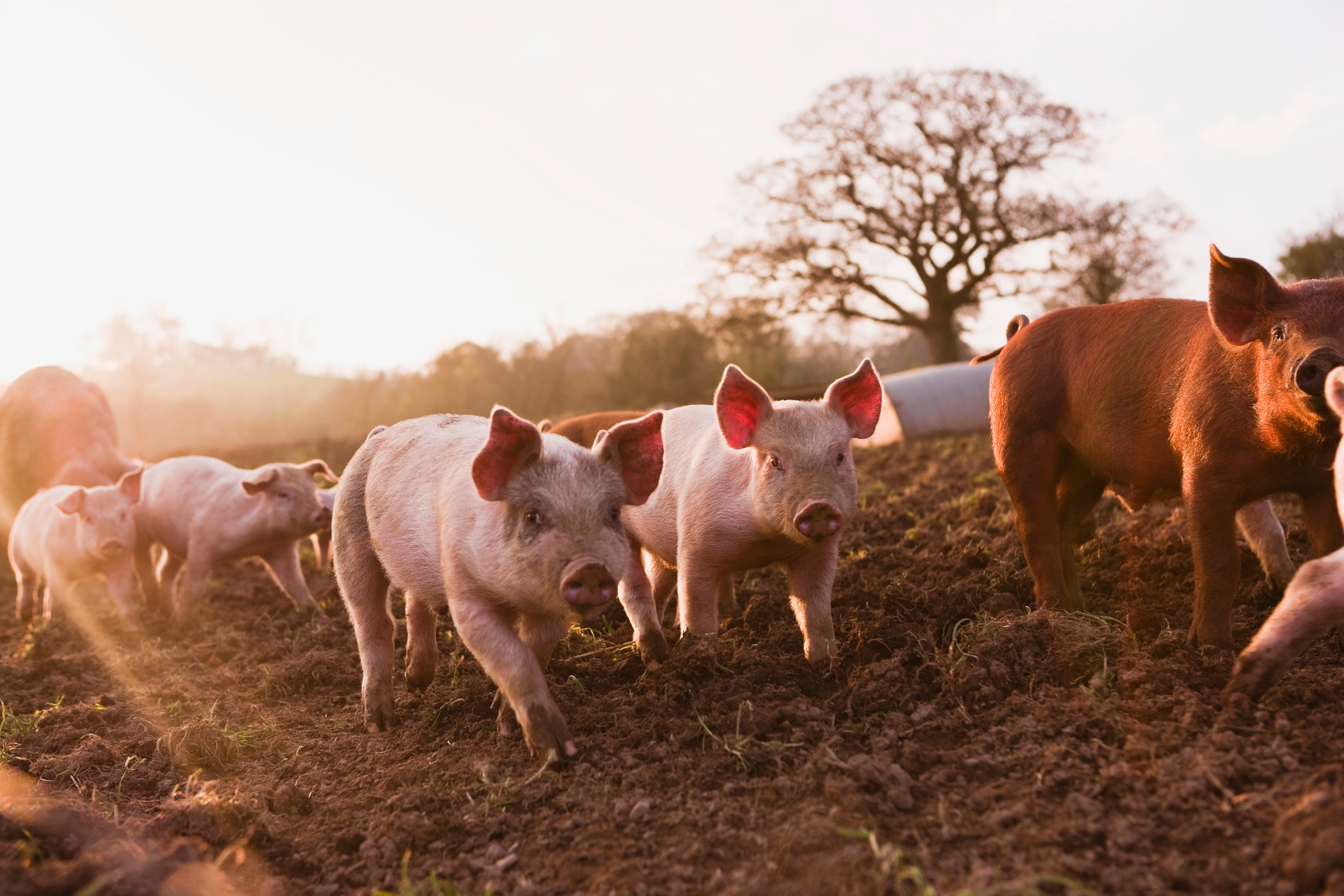 Piglets og en voksen gris streifer fritt på en gård, med et tre silhuett i bakgrunnen, under solnedgang