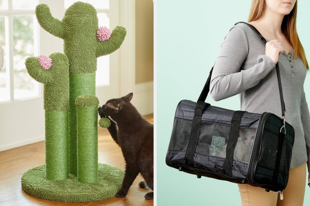 A black cat interacts with a cactus-shaped scratching post; a person holds a black pet carrier with mesh panels