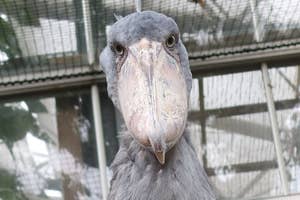 眼力の強いハシビロコウのフドウくん/松江フォーゲルパークのXアカウント(@matsuevogelpark)より