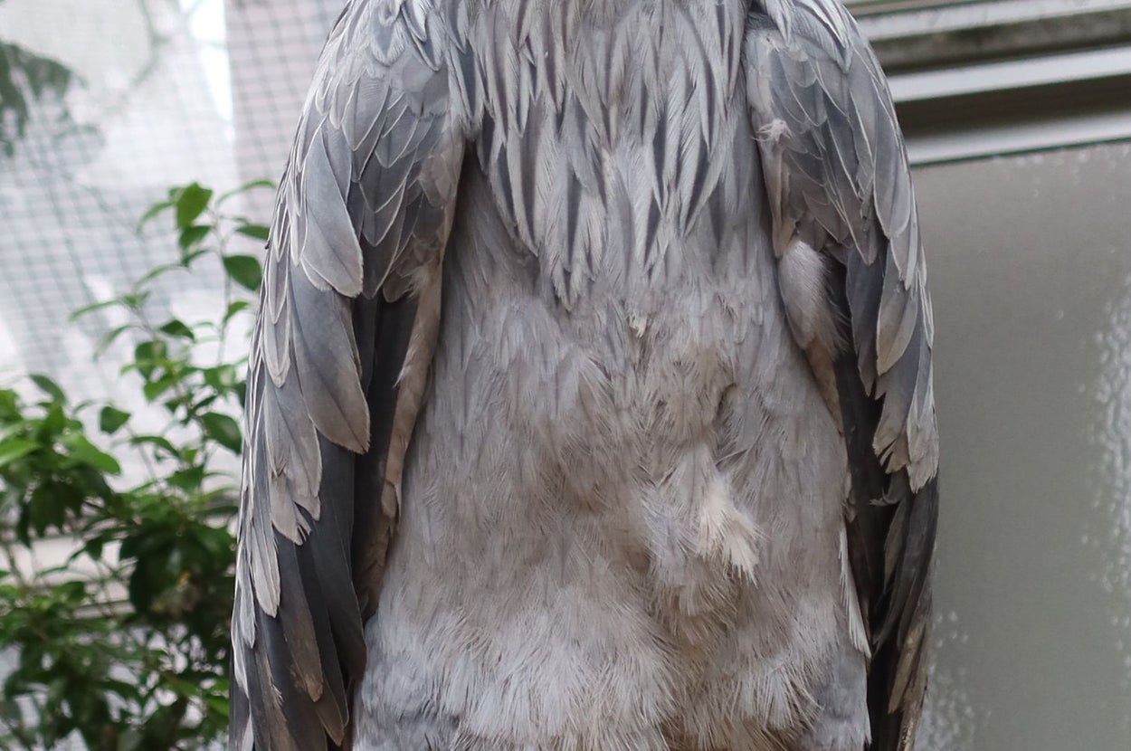 眼力の強いハシビロコウのフドウくん/松江フォーゲルパークのXアカウント（@matsuevogelpark）より