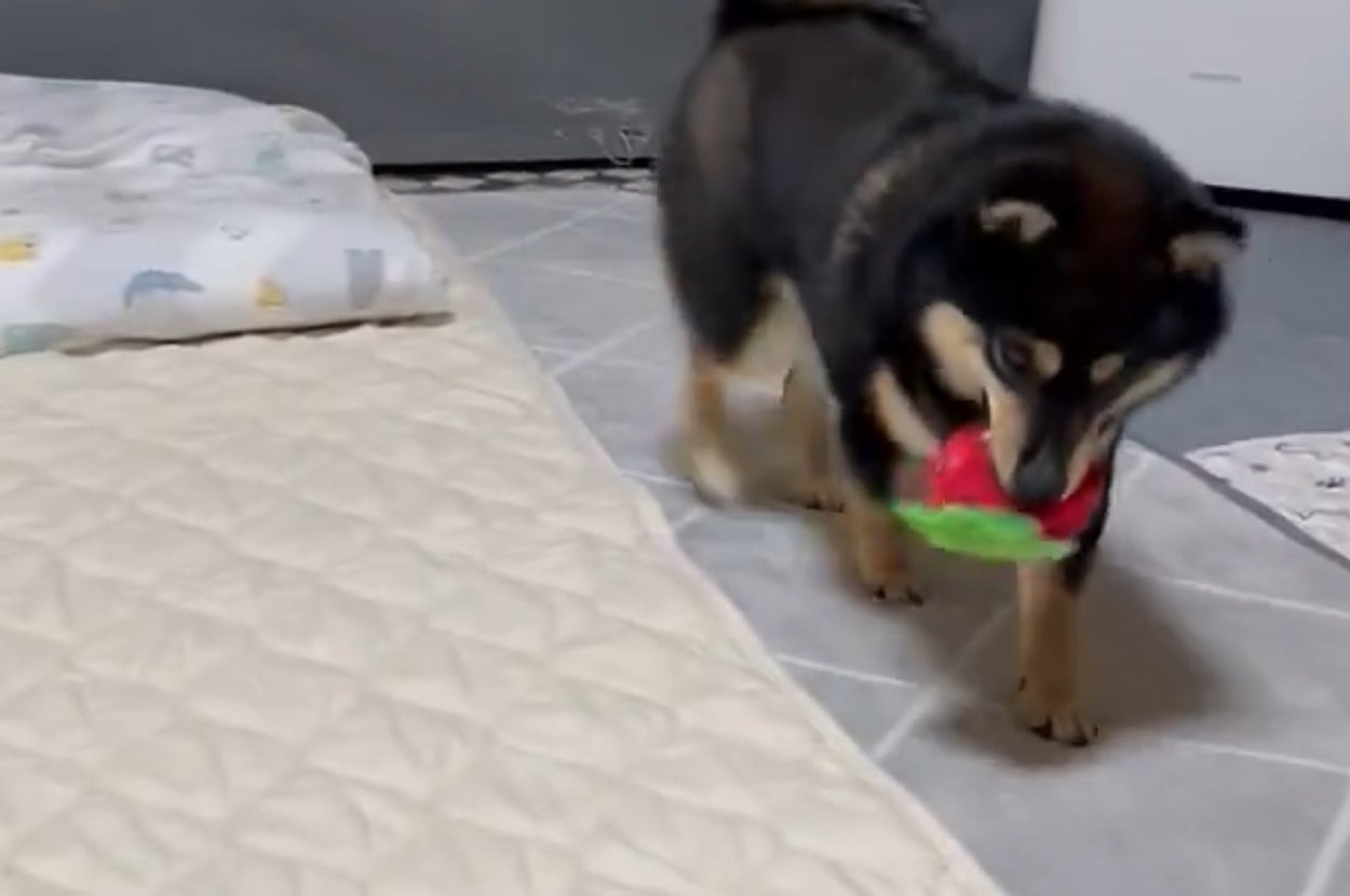 ぬいぐるみを運んでくる小町ちゃん/黒柴こまちさんのXアカウント（@gabugabu_koma）より