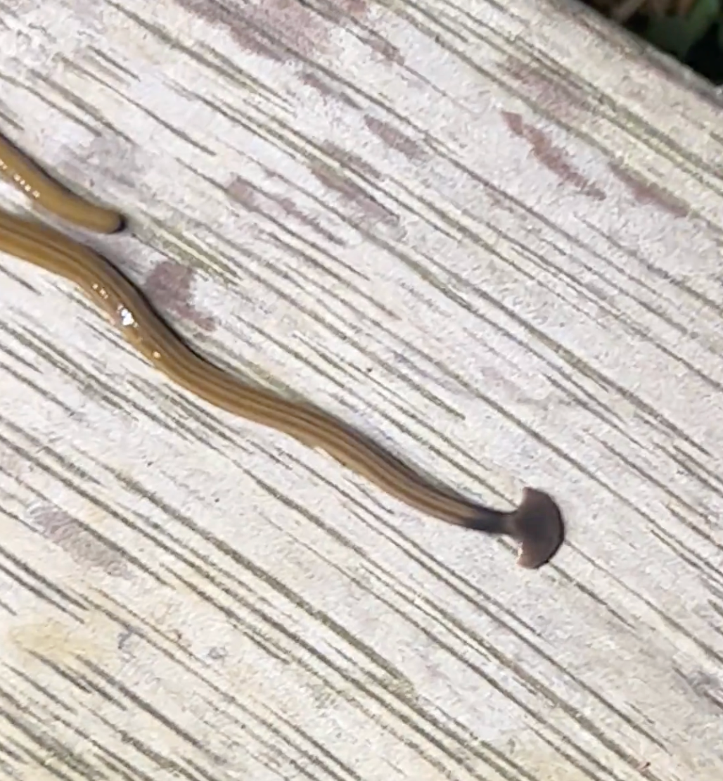 Random Worm 40 Confusing Random Pictures