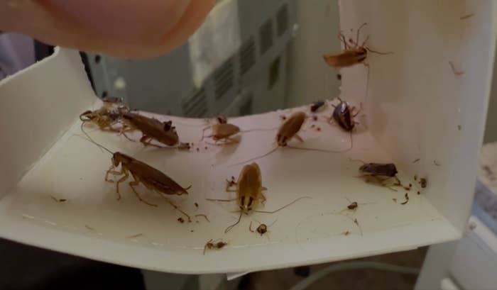 Several tiny cockroaches are trapped connected a sticky surface, held up for viewing
